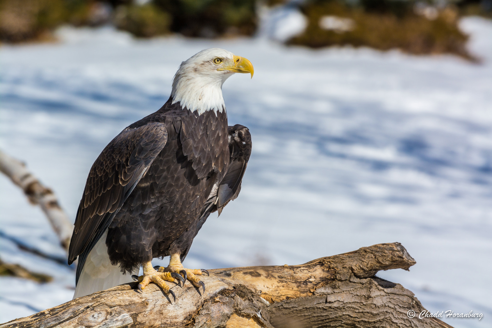 Nikon AF-S Nikkor 200-500mm F5.6E ED VR sample photo. Perched photography