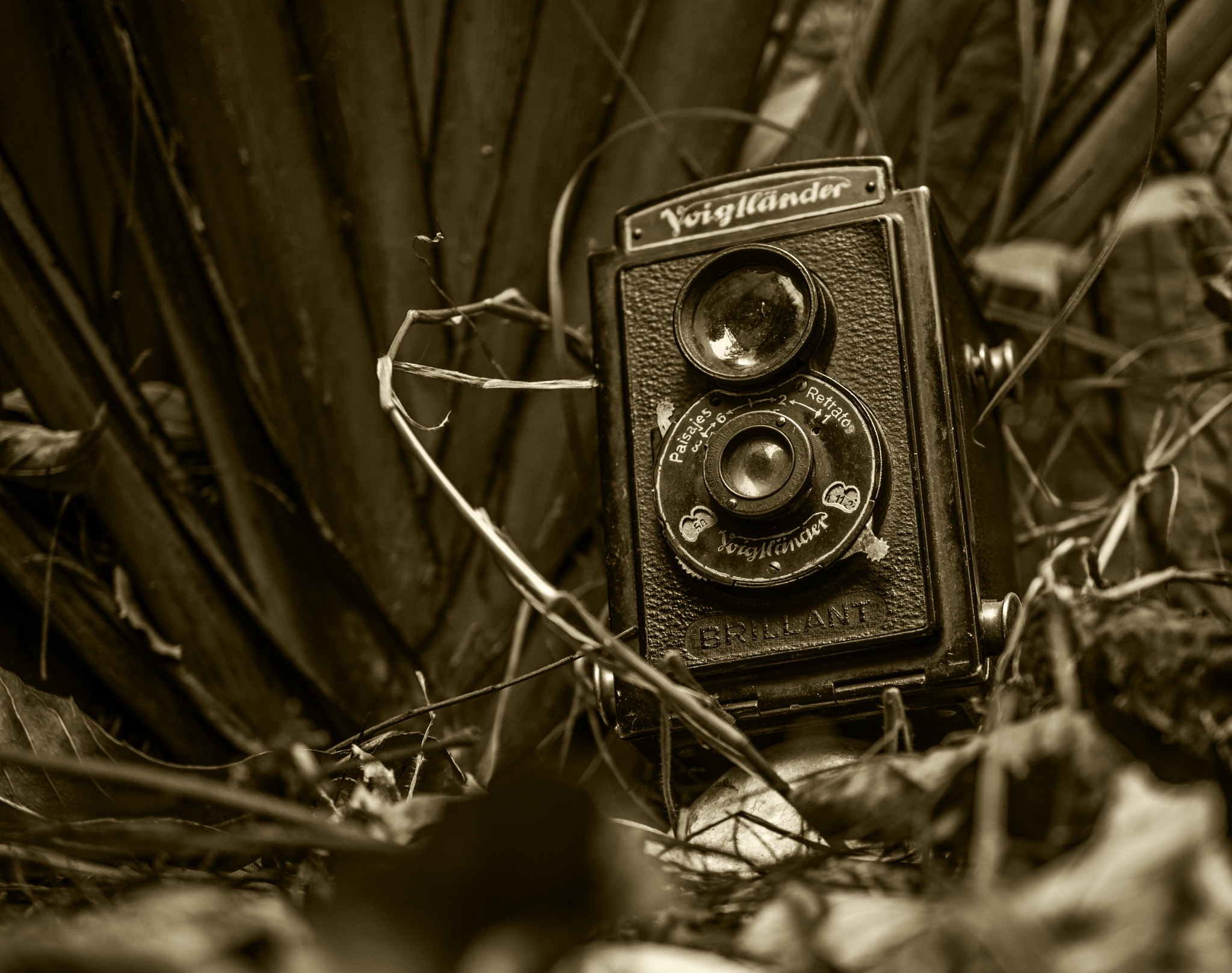 Nikon AF-S DX Micro Nikkor 40mm F2.8 sample photo. Surviving photography