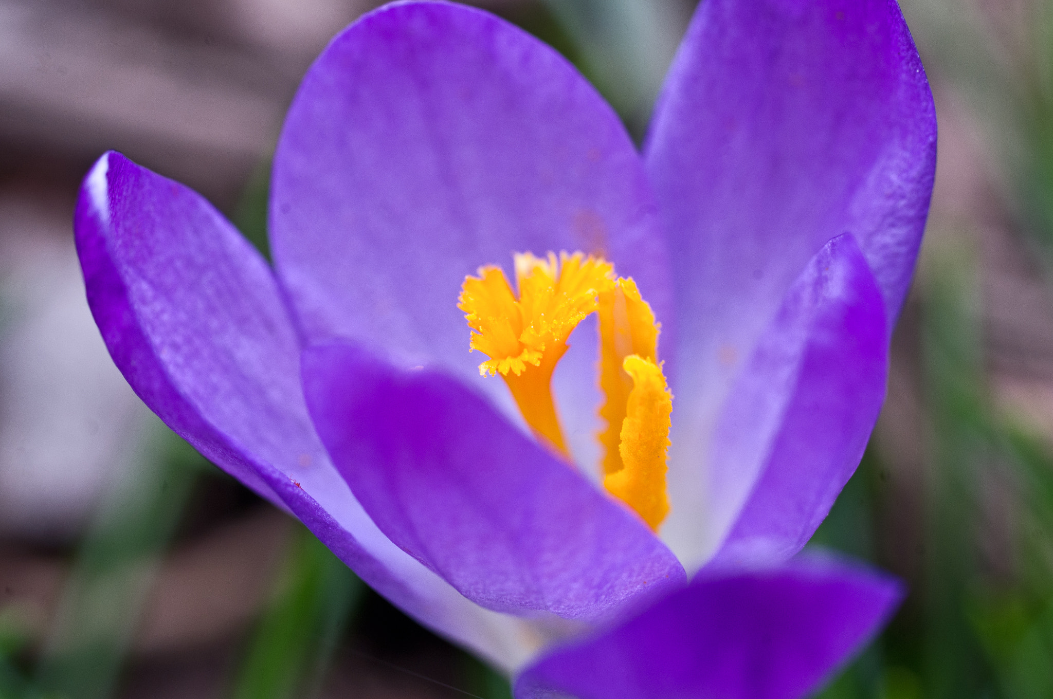 Pentax K-x + Pentax smc D-FA 50mm F2.8 Macro sample photo. Crocus beauty photography