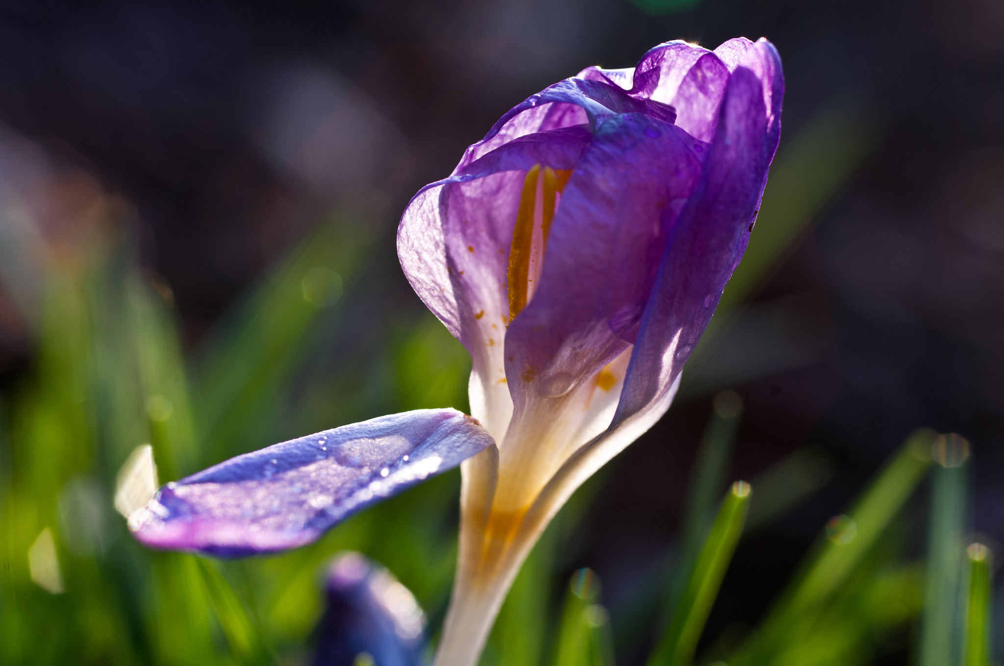 Pentax smc D-FA 50mm F2.8 Macro sample photo. Slow to open photography