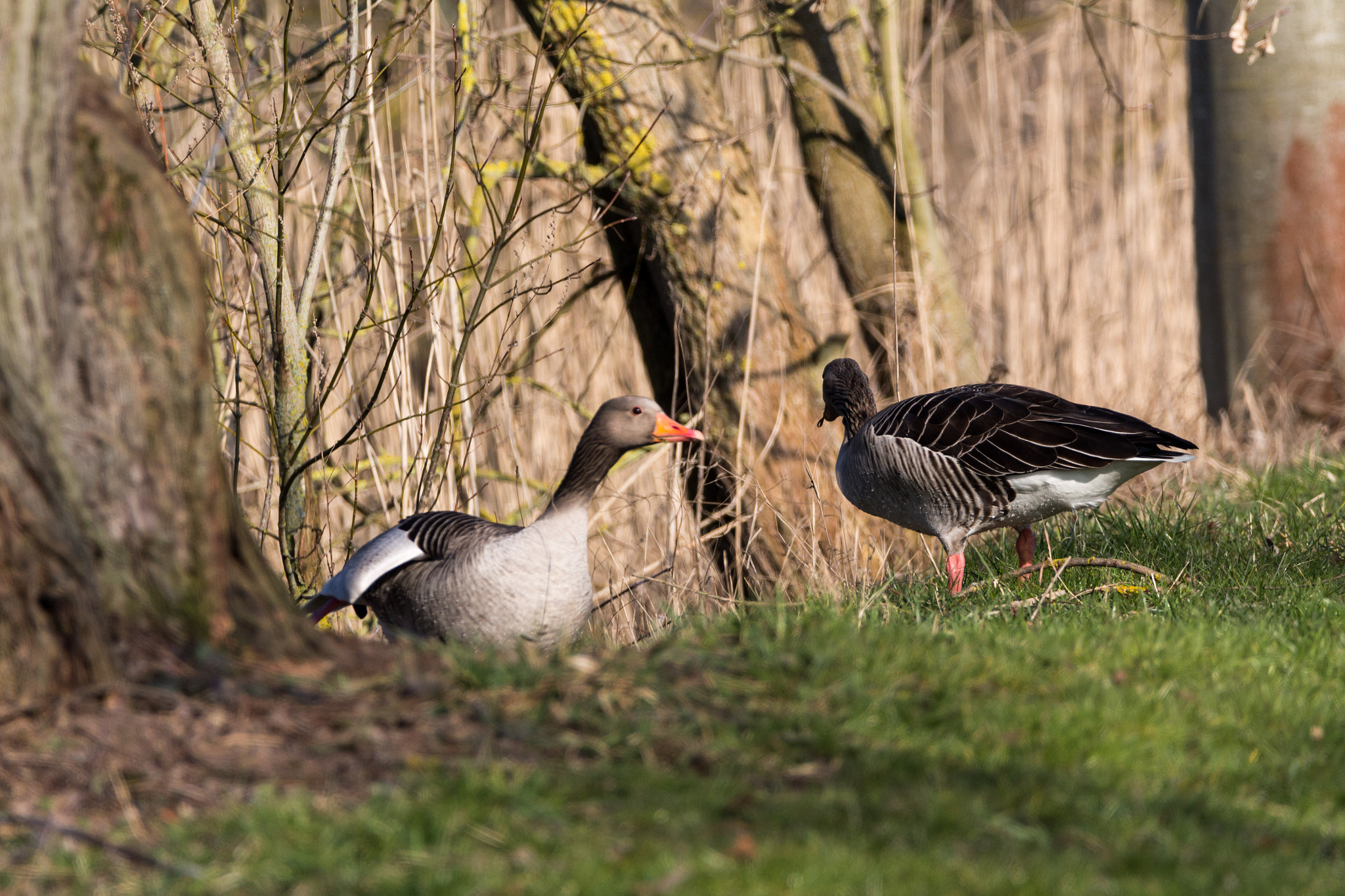 Sigma 150-600mm F5-6.3 DG OS HSM | C sample photo. Am fischteich photography