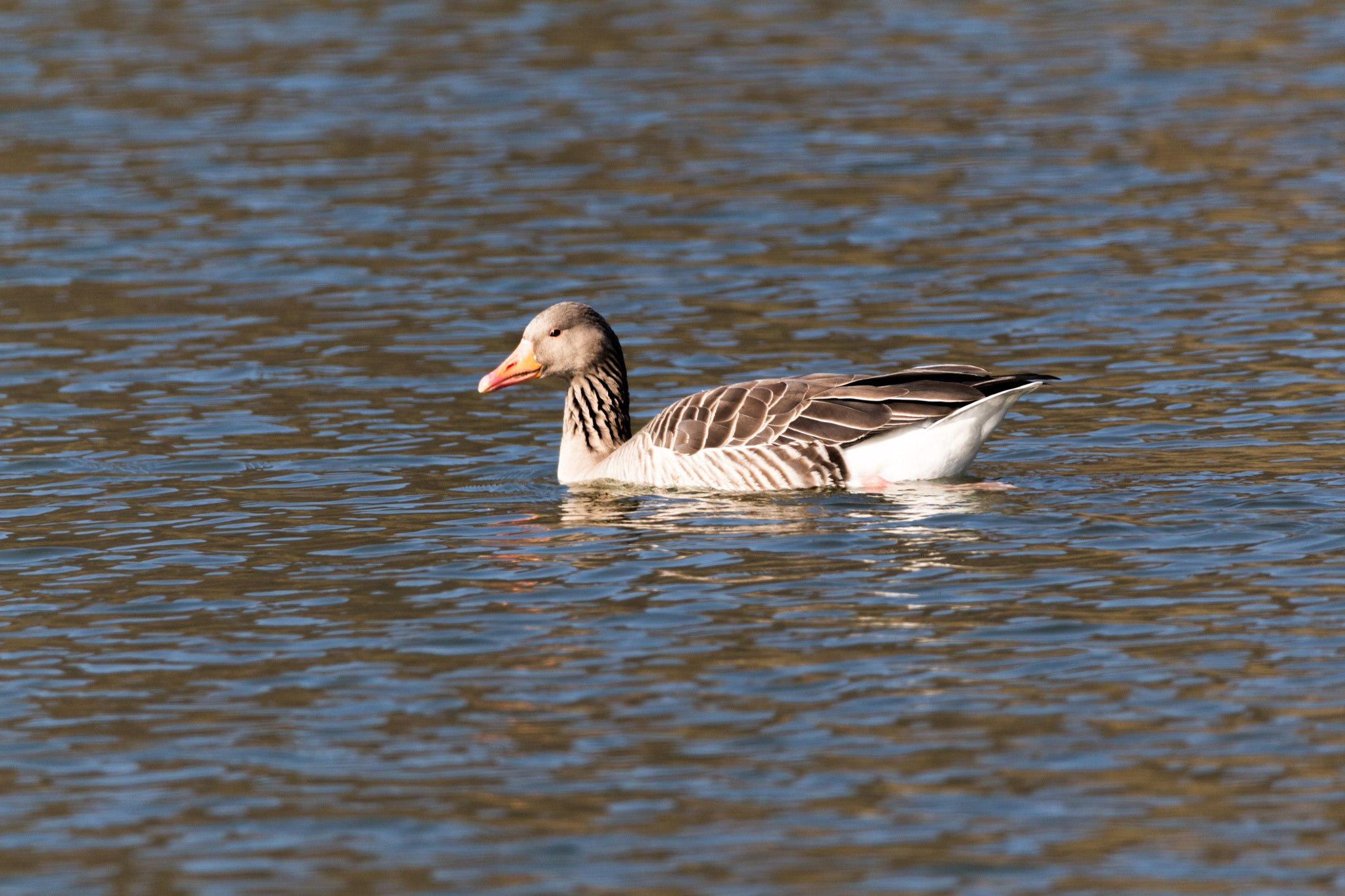 Sigma 150-600mm F5-6.3 DG OS HSM | C sample photo. Am fischteich photography