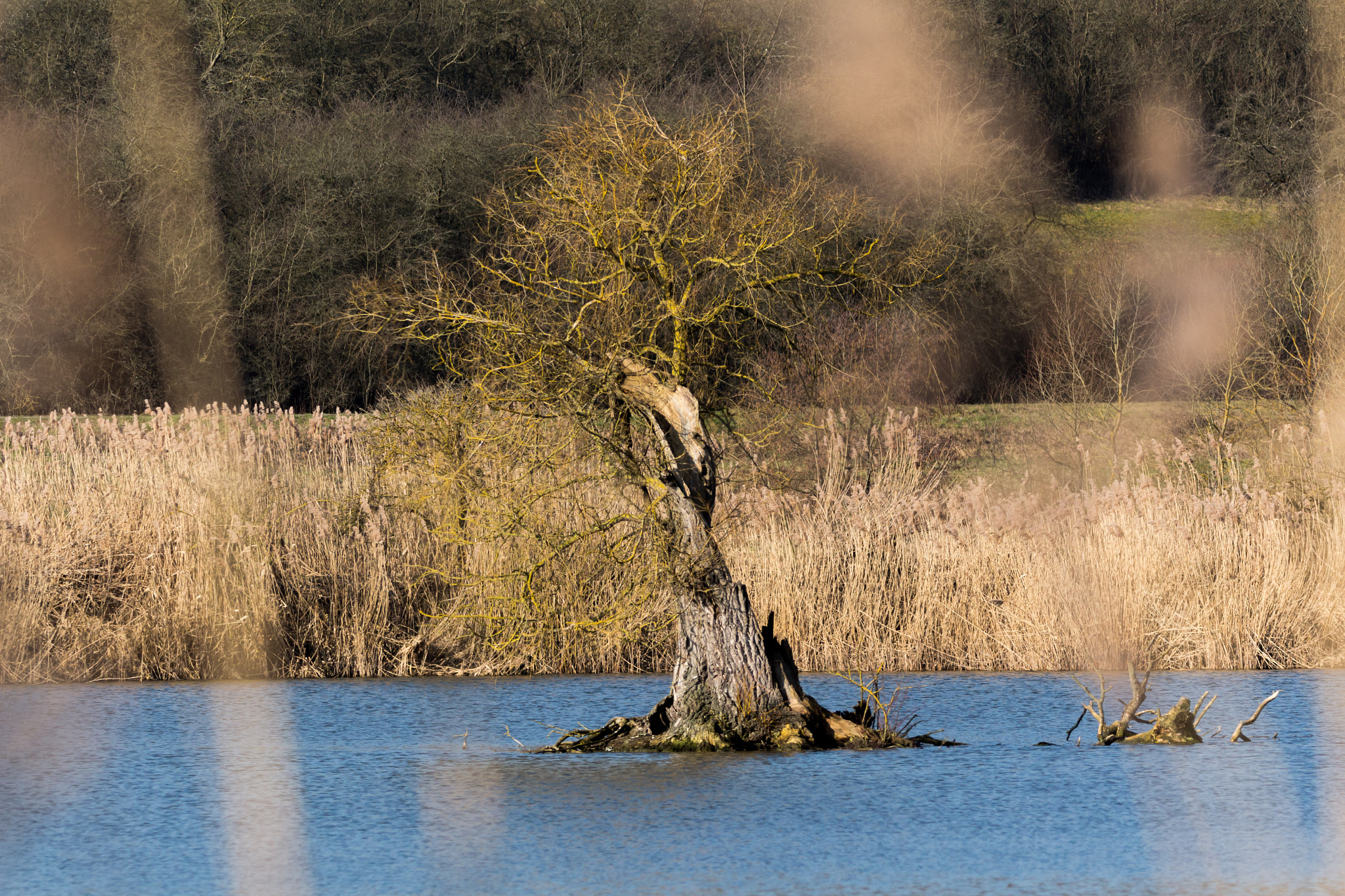 Sigma 150-600mm F5-6.3 DG OS HSM | C sample photo. Am fischteich photography