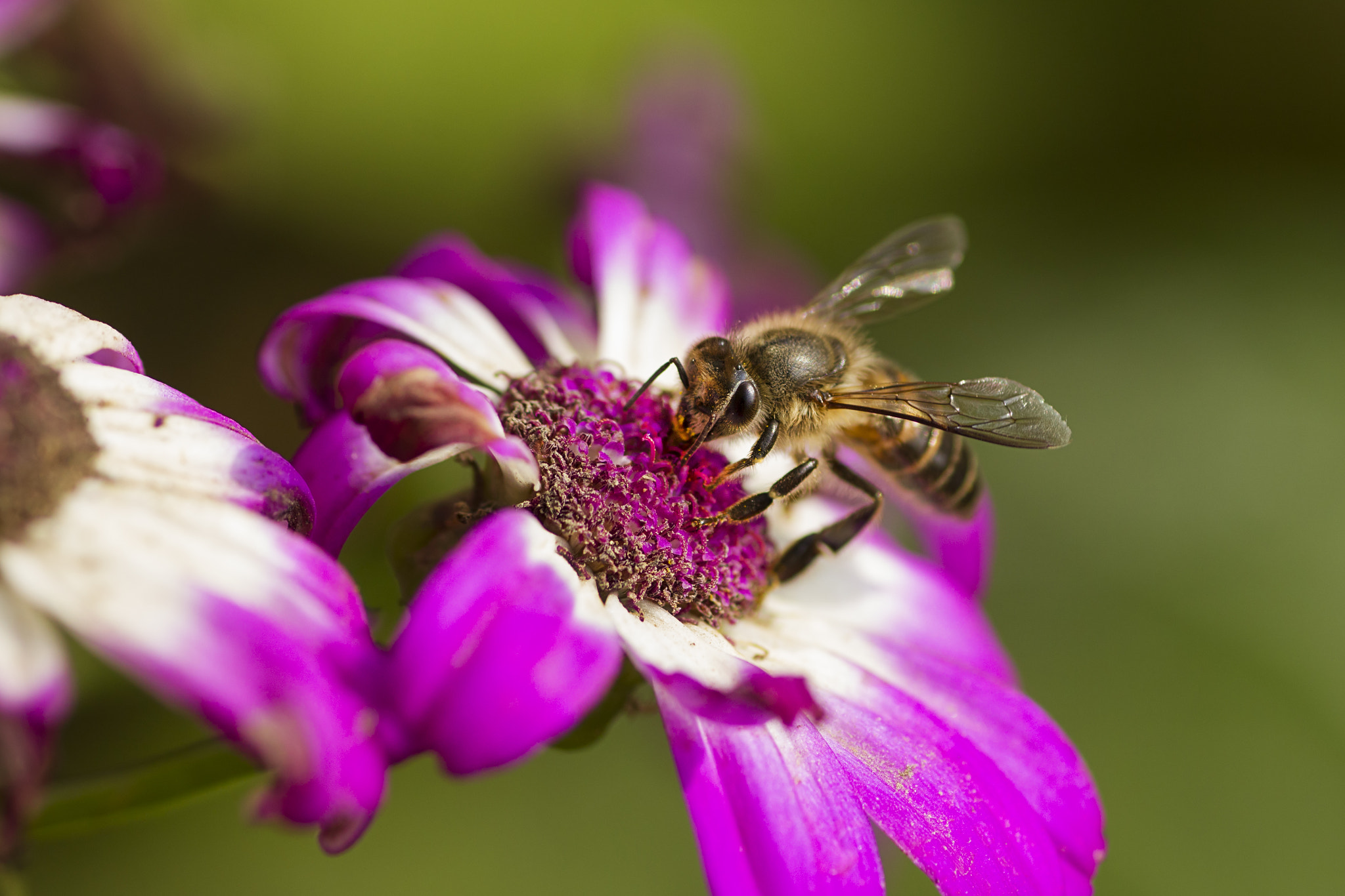 Canon EOS 550D (EOS Rebel T2i / EOS Kiss X4) + Tamron SP AF 90mm F2.8 Di Macro sample photo. Flower vs bee photography