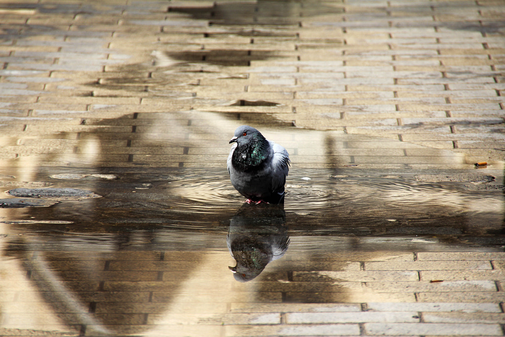 Urban bath by Daniel Nebreda Lucea on 500px.com