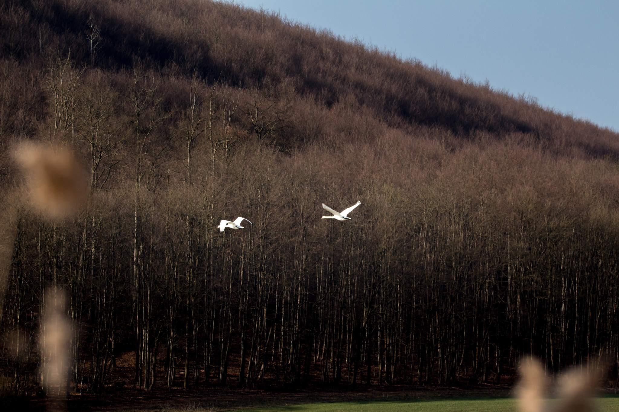 Sigma 150-600mm F5-6.3 DG OS HSM | C sample photo. Am fischteich photography