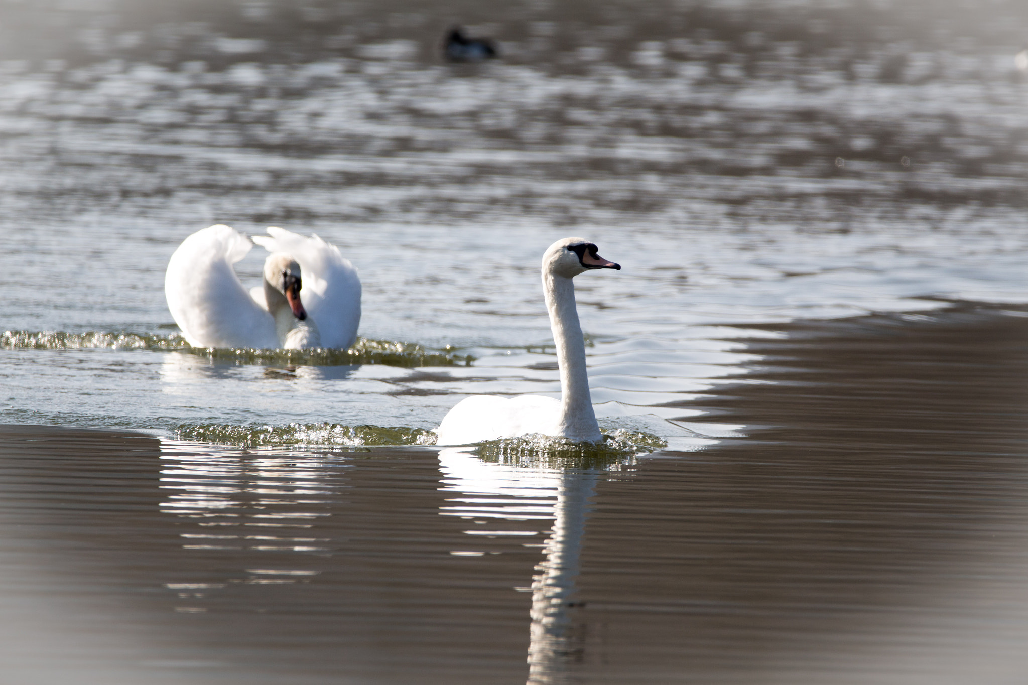 Sigma 150-600mm F5-6.3 DG OS HSM | C sample photo. Am fischteich photography