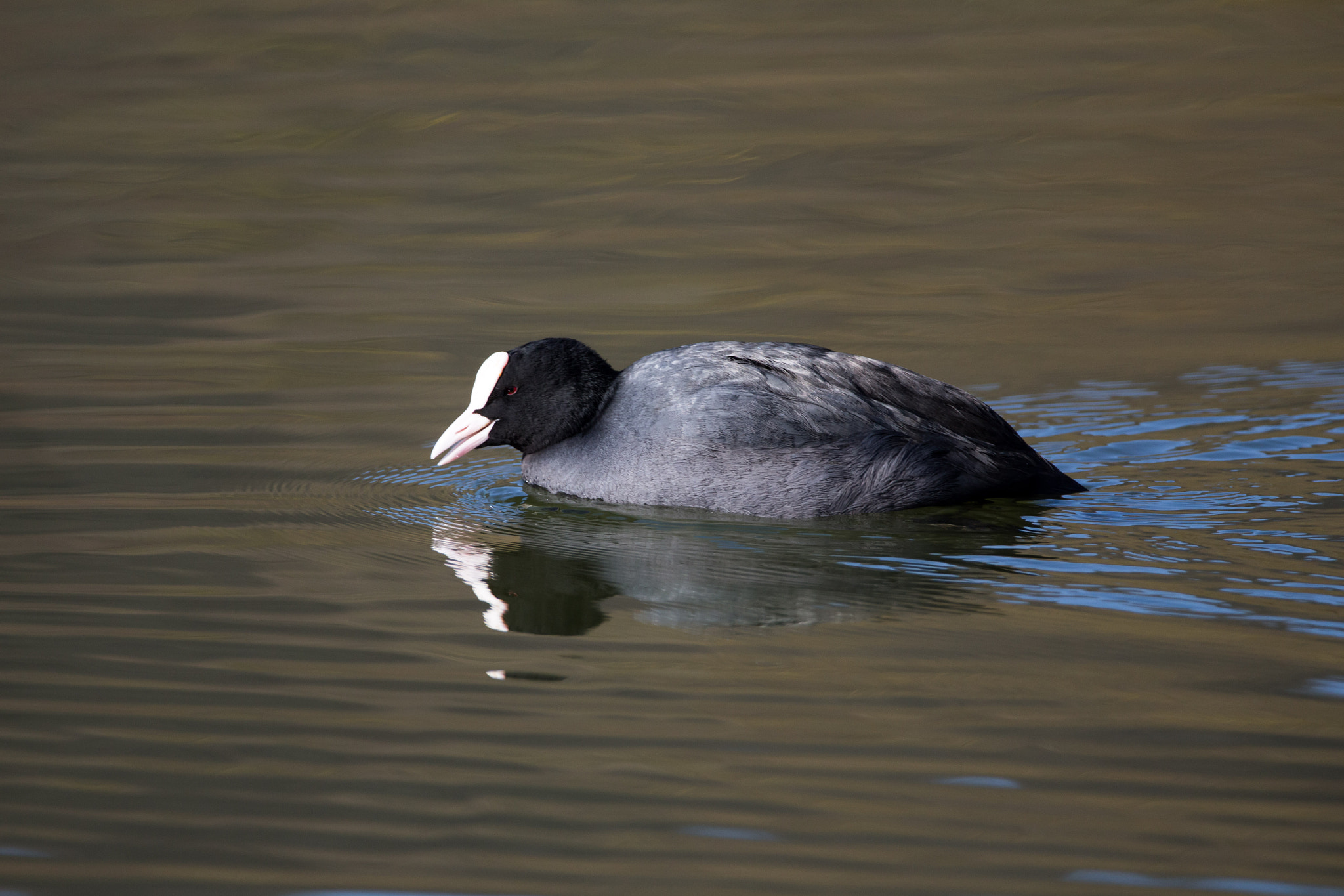 Sigma 150-600mm F5-6.3 DG OS HSM | C sample photo. Am fischteich photography