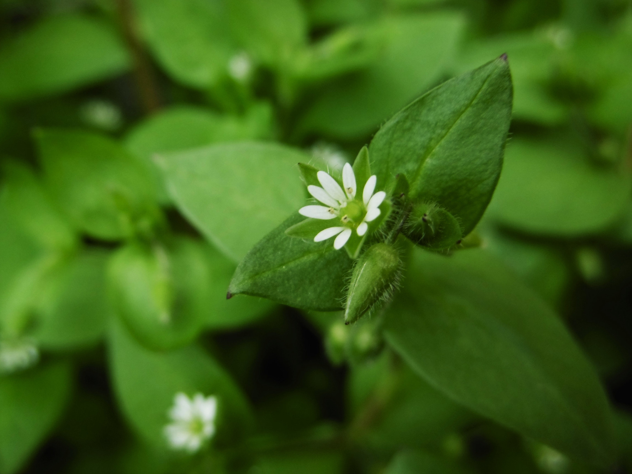Panasonic DMC-SZ8 sample photo. A little white flower photography