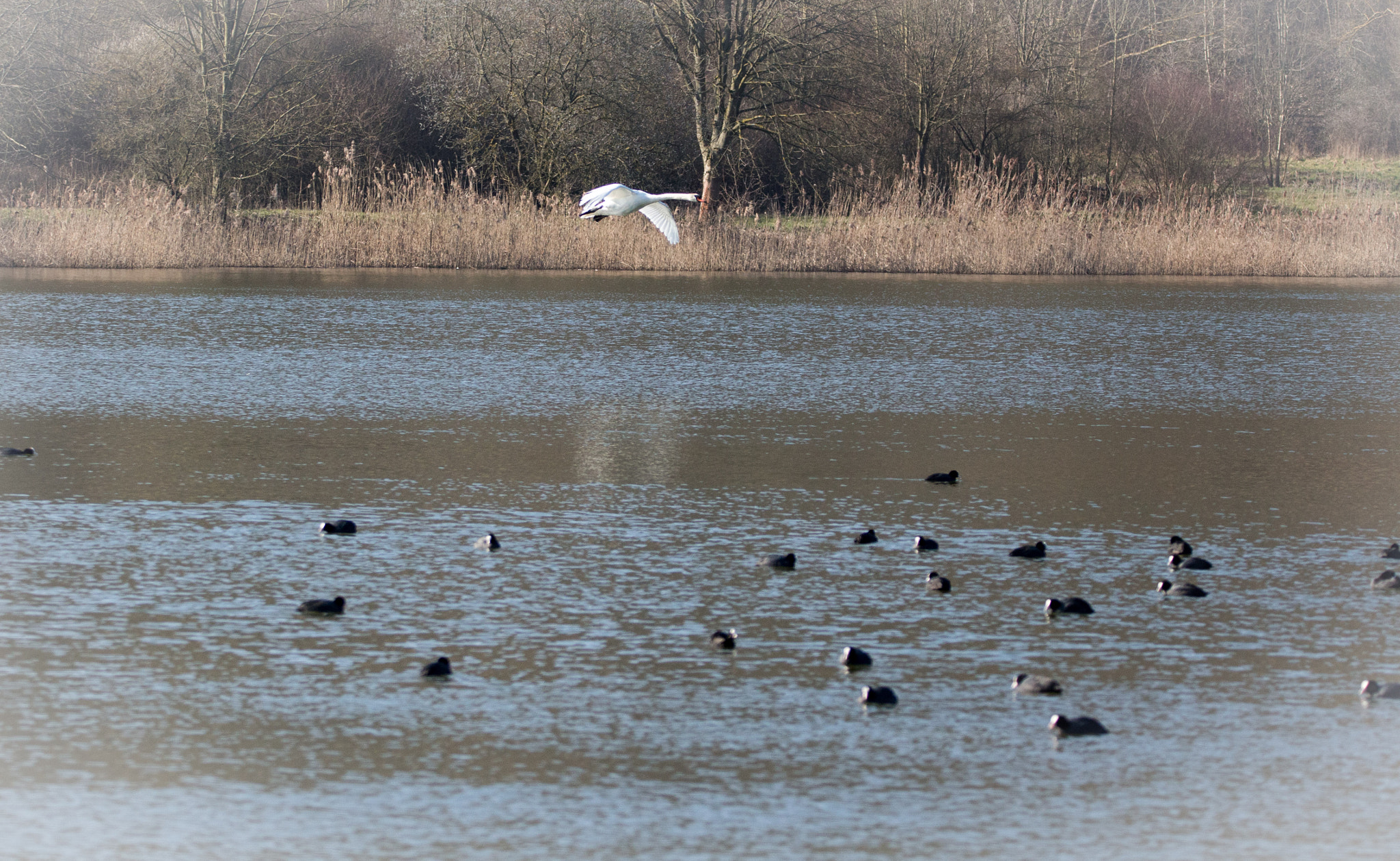 Sigma 150-600mm F5-6.3 DG OS HSM | C sample photo. Am fischteich photography