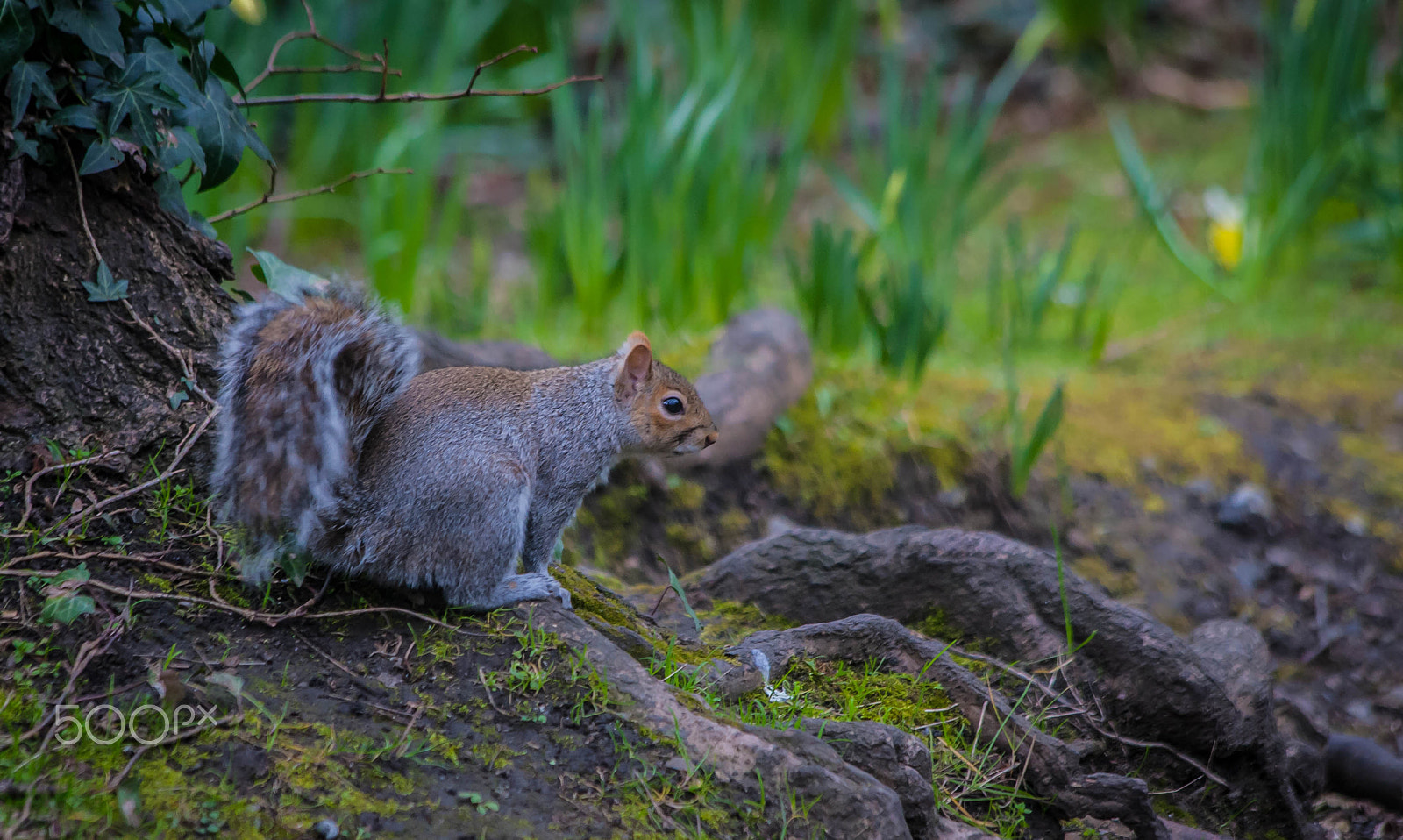Canon EOS-1D Mark III sample photo. Where is my food ! photography