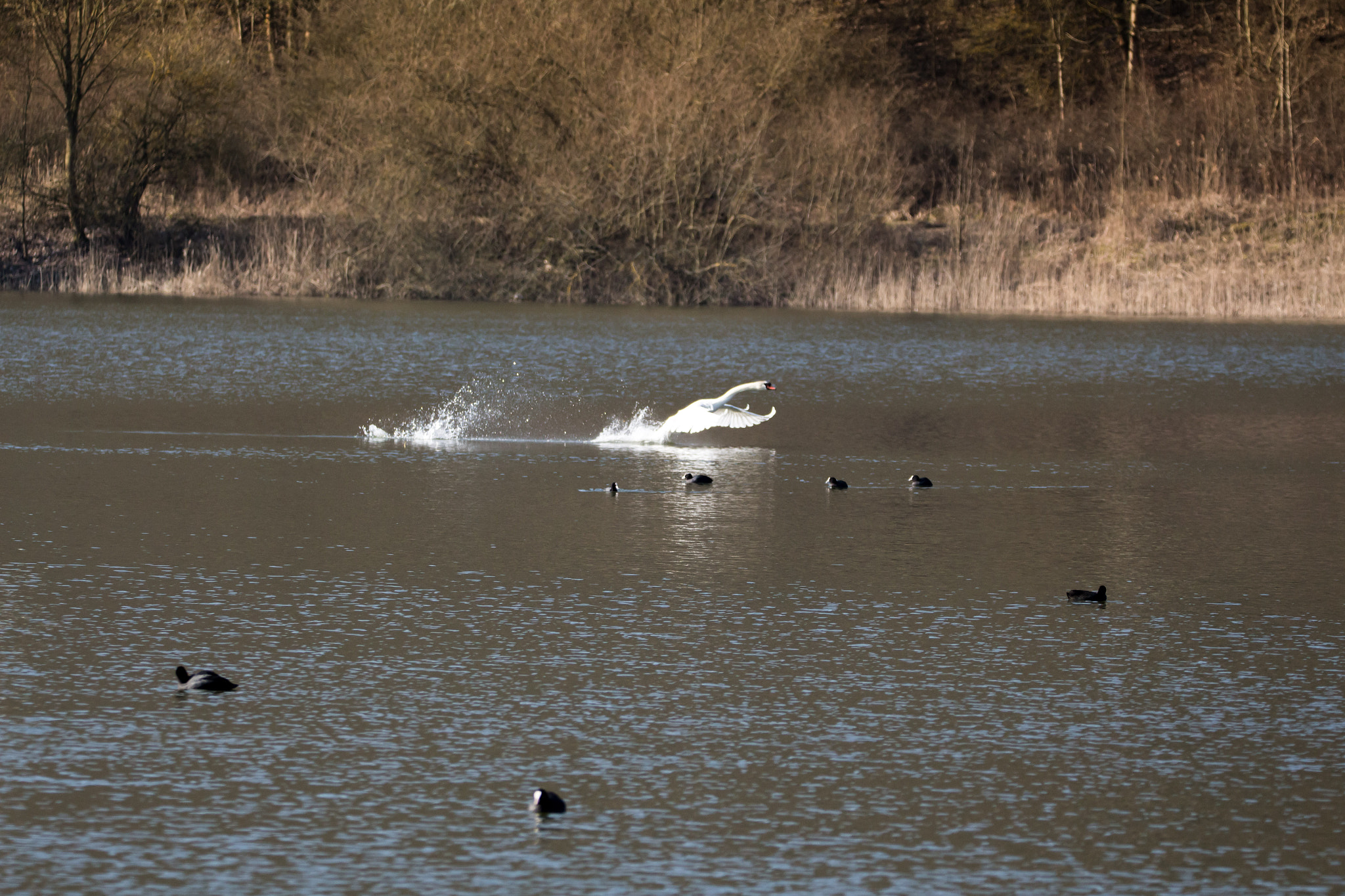 Sigma 150-600mm F5-6.3 DG OS HSM | C sample photo. Am fischteich photography