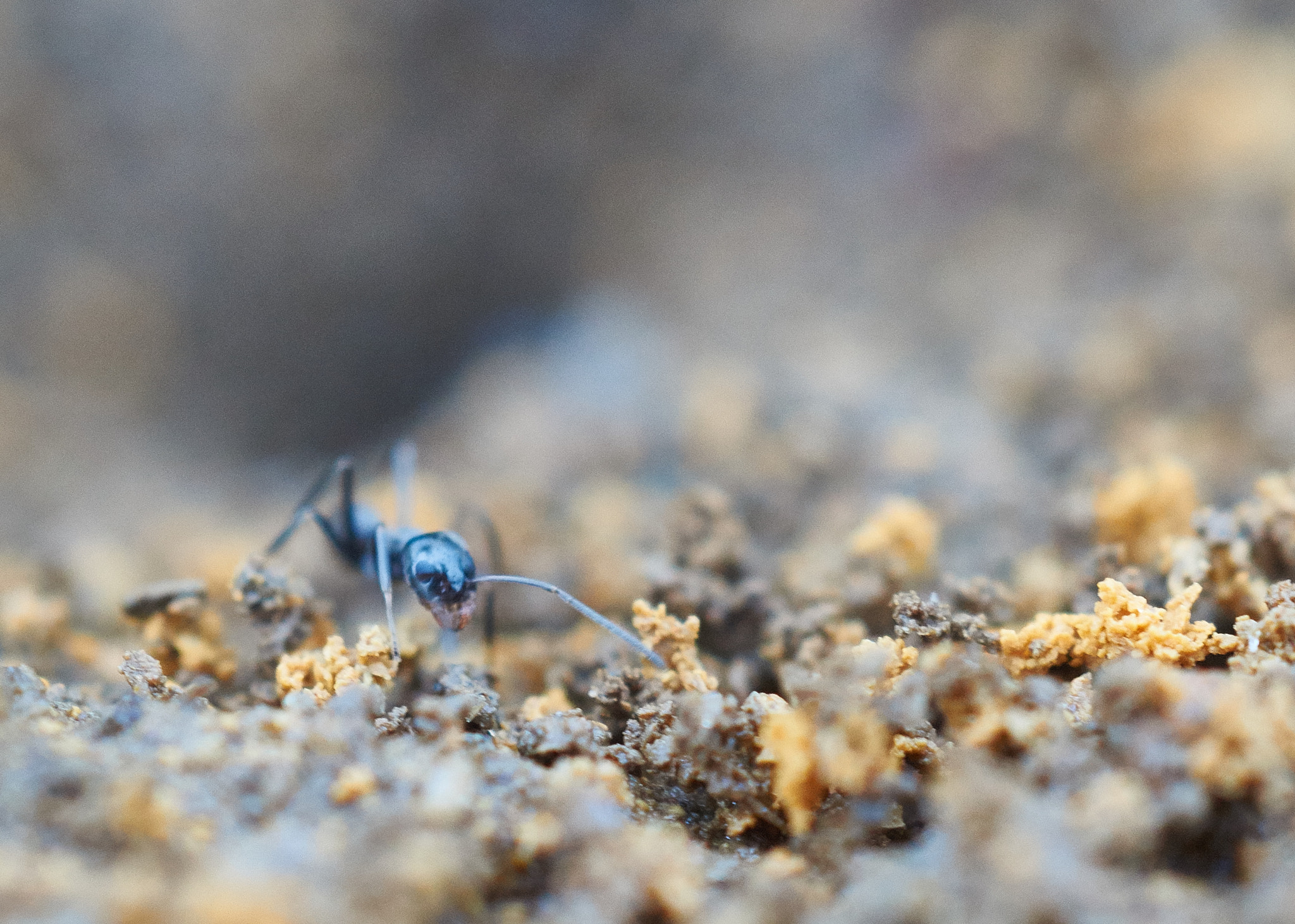 Sony SLT-A58 + MACRO 50mm F2.8 sample photo. Extraterrestrial closeup  photography