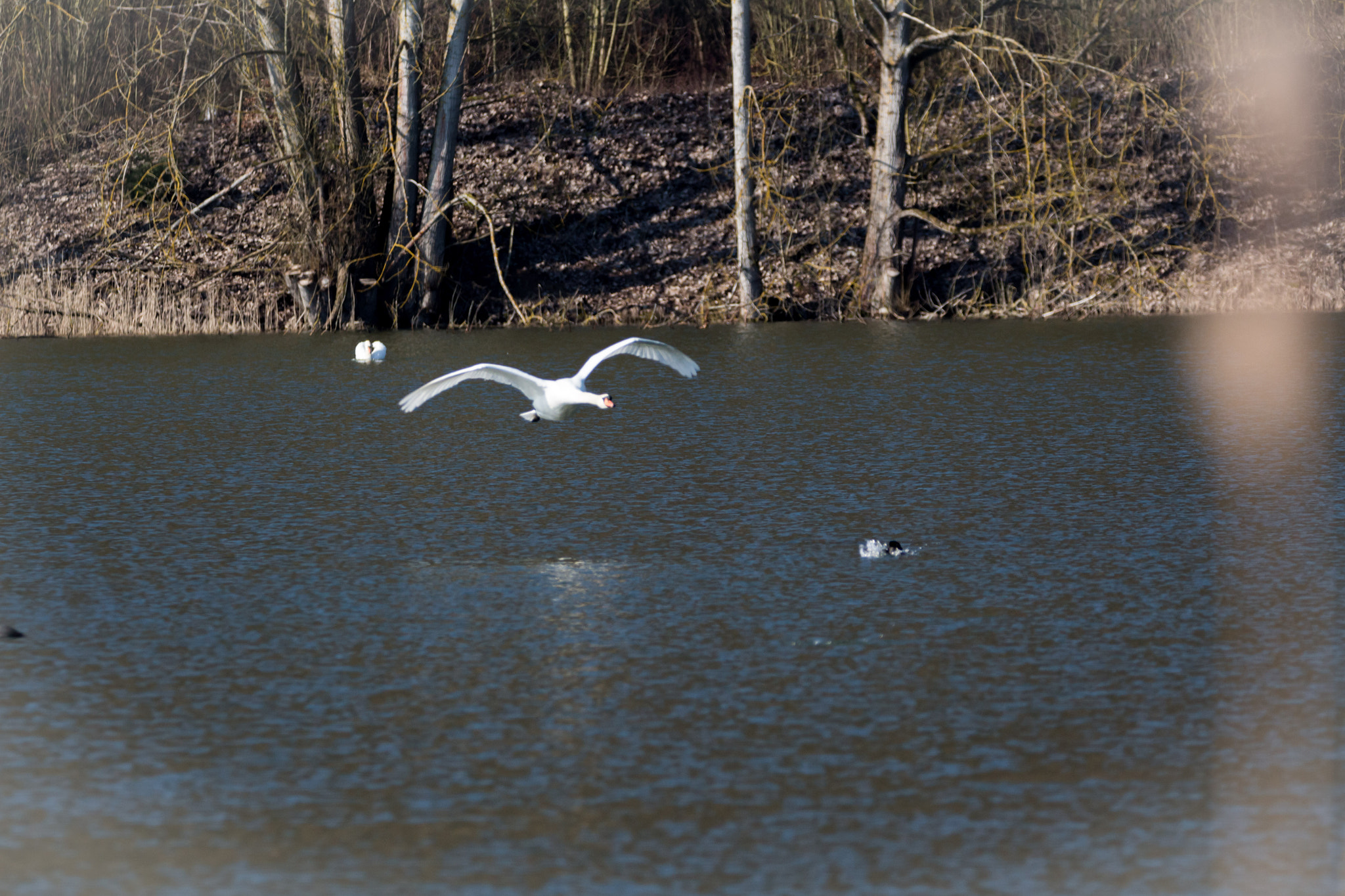 Sigma 150-600mm F5-6.3 DG OS HSM | C sample photo. Am fischteich photography