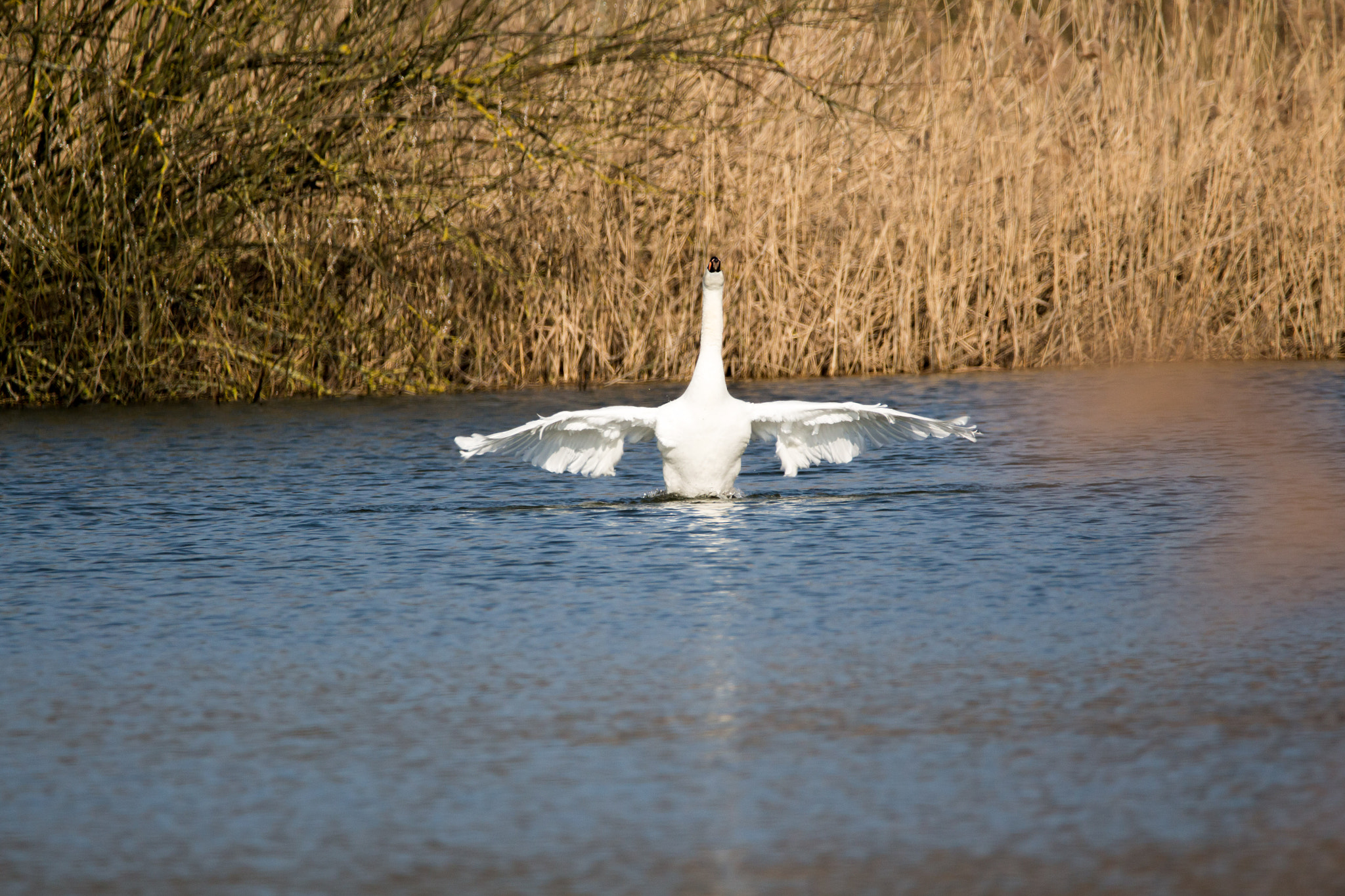 Sigma 150-600mm F5-6.3 DG OS HSM | C sample photo. Am fischteich photography