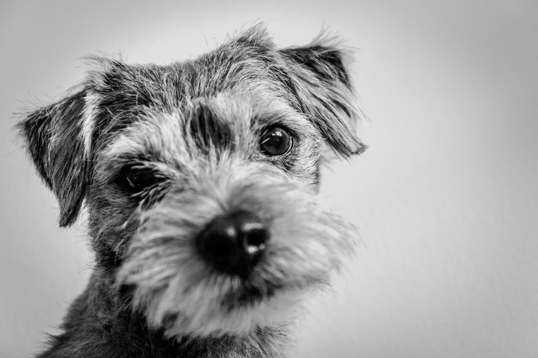 Canon EOS 500D (EOS Rebel T1i / EOS Kiss X3) sample photo. Boarder terrier photography
