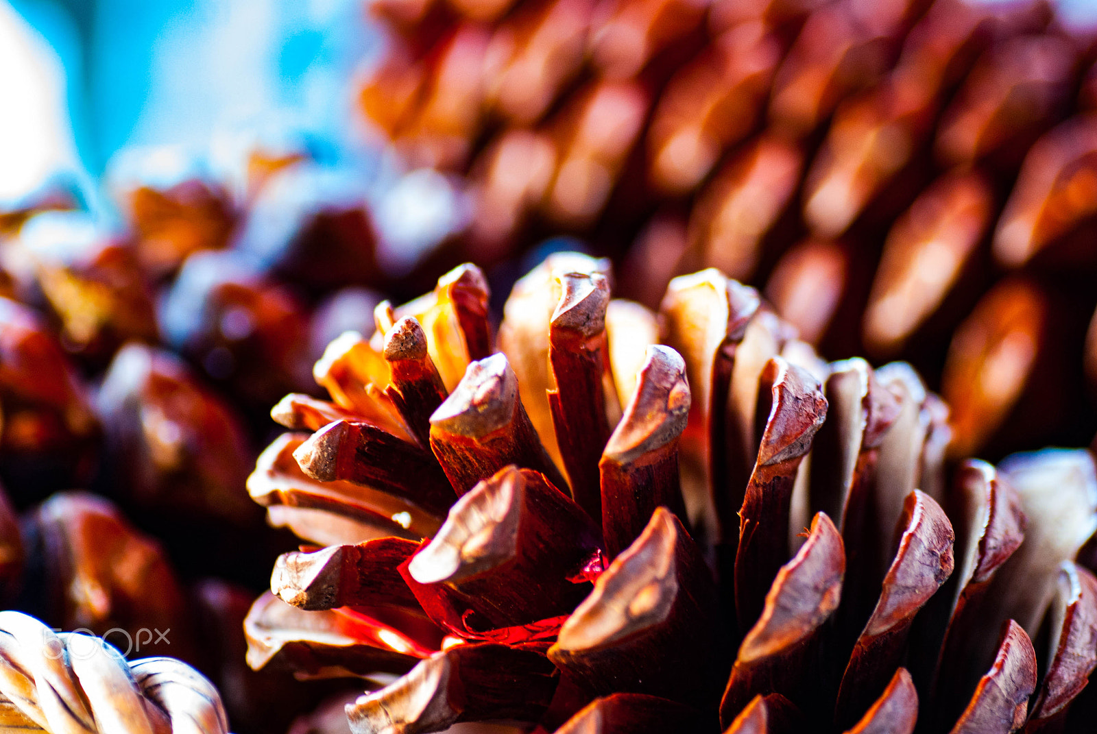 Tamron SP AF 90mm F2.8 Di Macro sample photo. Colorful cones photography