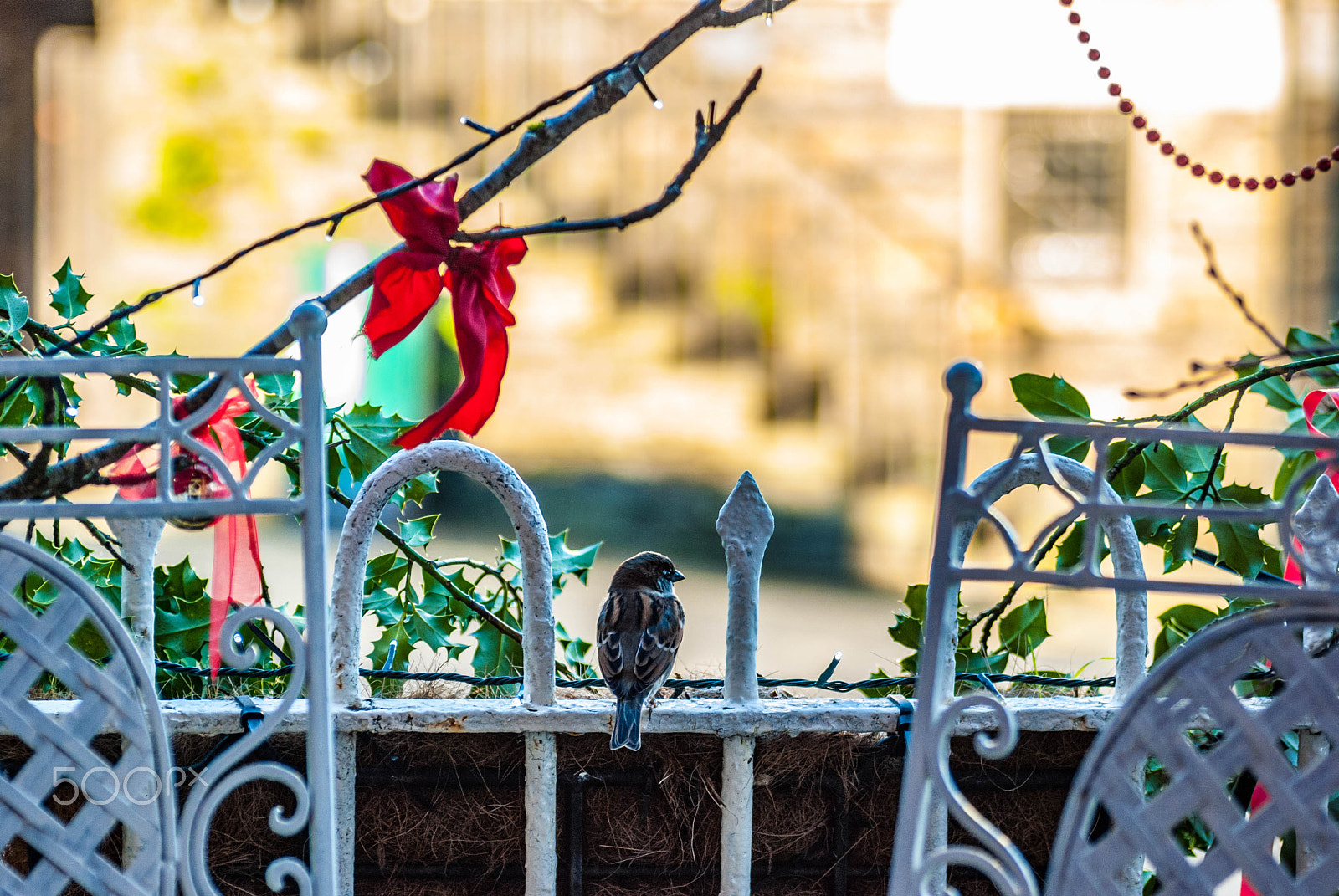 Tamron SP AF 90mm F2.8 Di Macro sample photo. Relaxing bird photography