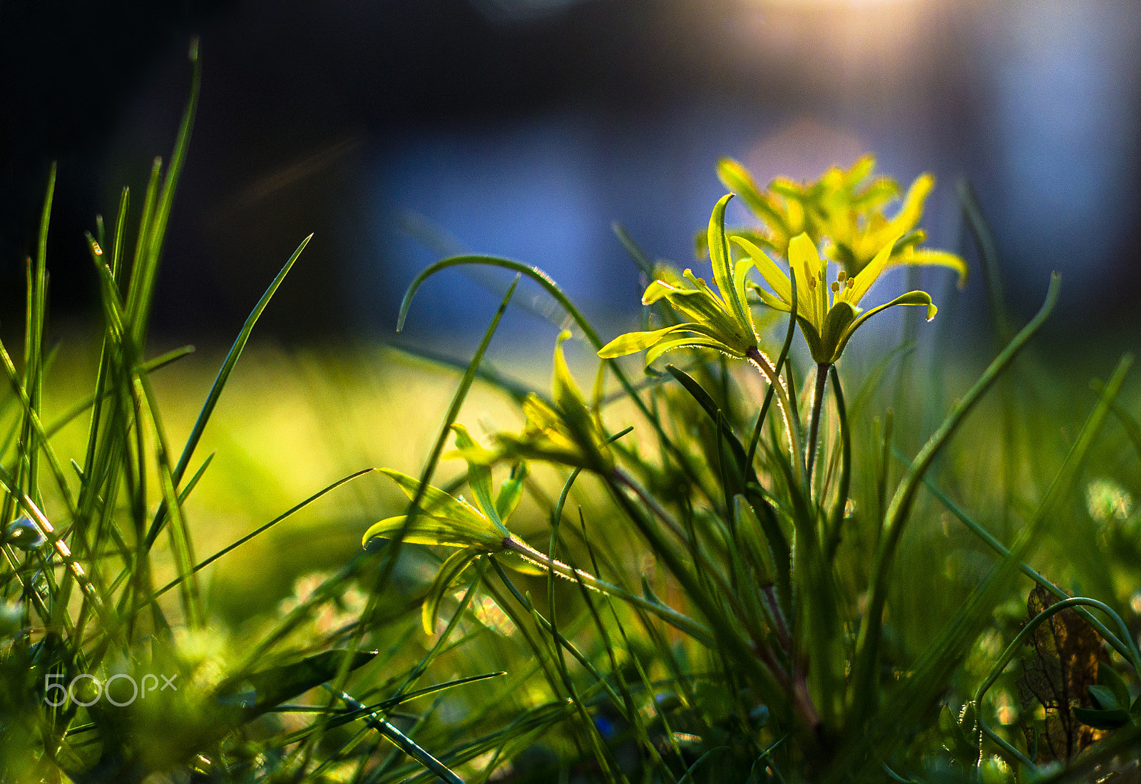 Nikon D5100 + AF Nikkor 50mm f/1.8 sample photo. Spring photography