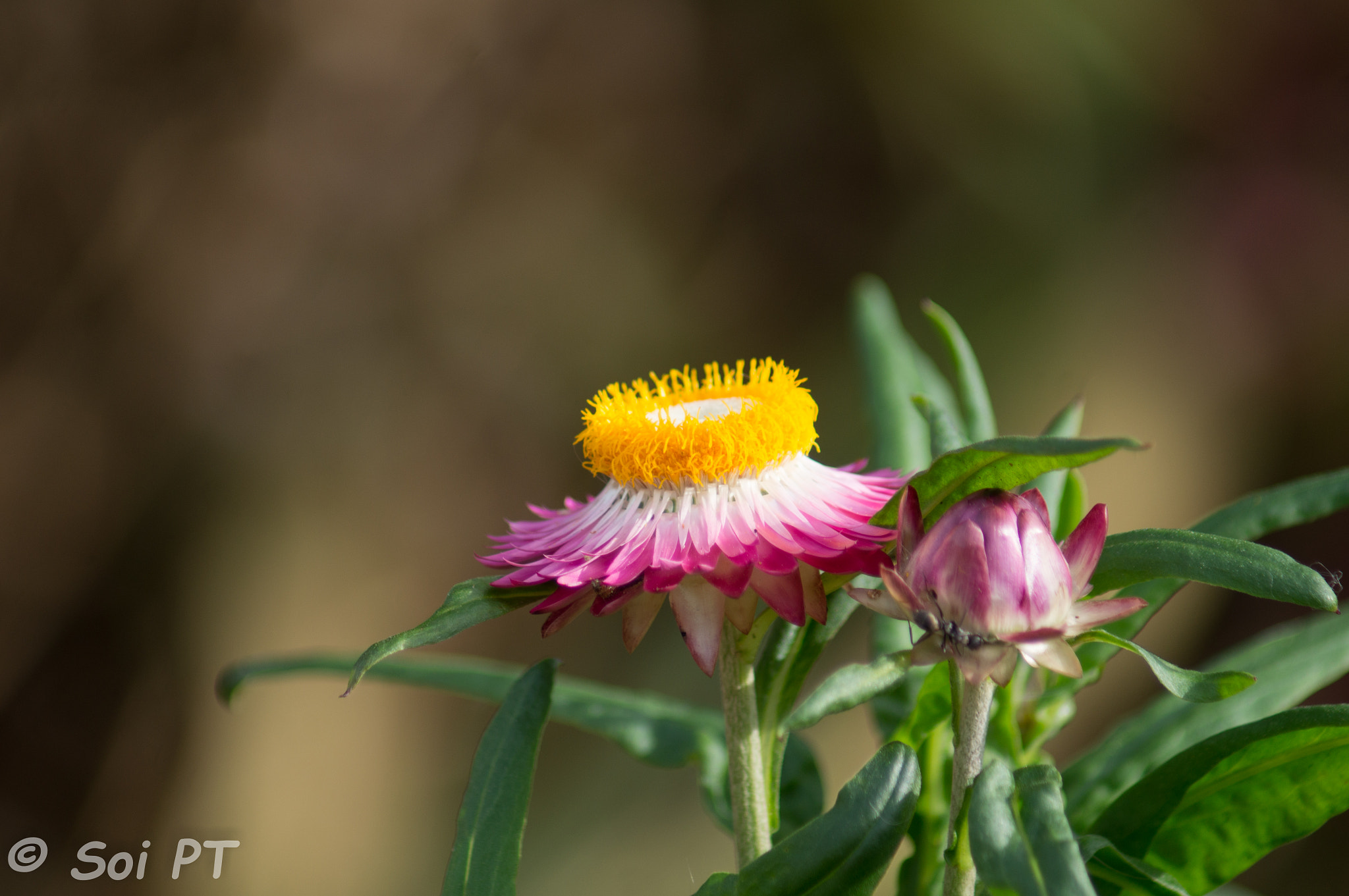 Minolta AF 70-210mm F4.5-5.6 [II] sample photo. Brightly in the morning sun photography