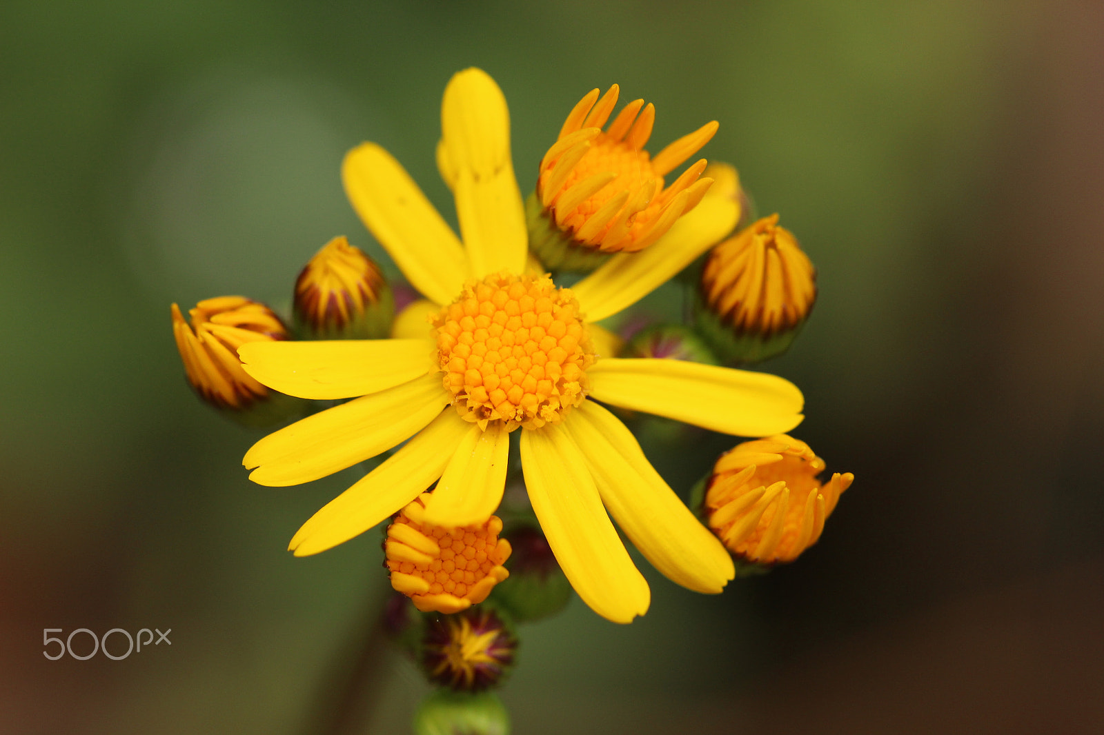Canon EF 100mm F2.8 Macro USM sample photo