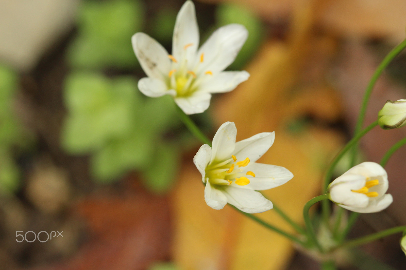 Canon EF 100mm F2.8 Macro USM sample photo