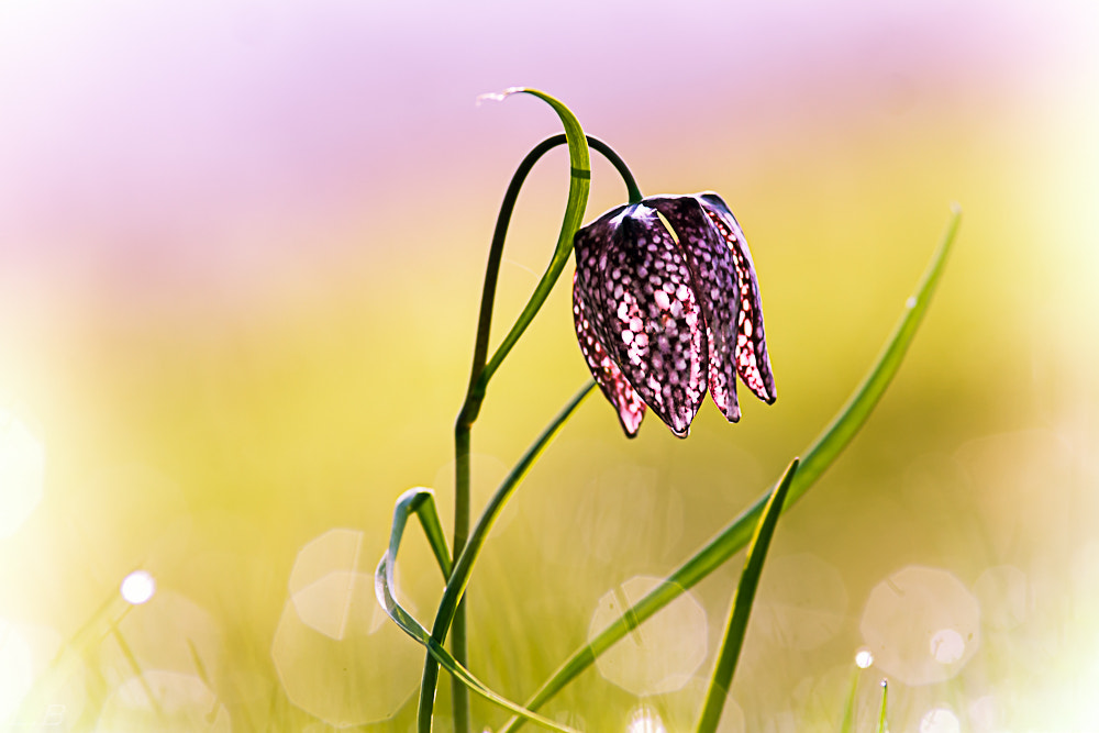 Sony Alpha DSLR-A700 + Minolta AF 200mm F2.8 HS-APO G sample photo. Fritilaire photography