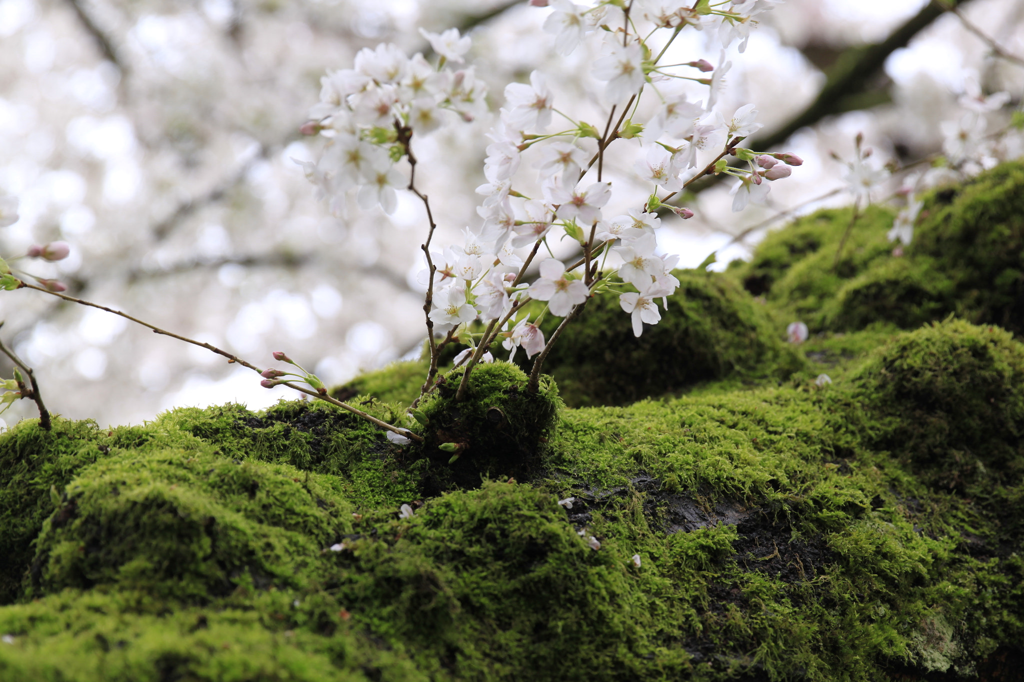 Canon EOS 500D (EOS Rebel T1i / EOS Kiss X3) sample photo. Cherry blossom photography