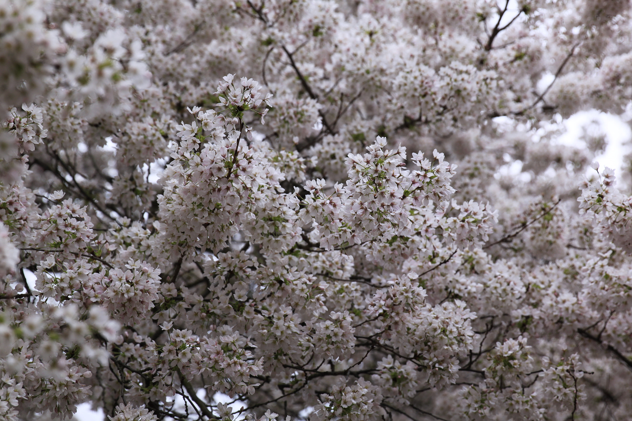 Canon EOS 500D (EOS Rebel T1i / EOS Kiss X3) sample photo. Cherry bloom photography