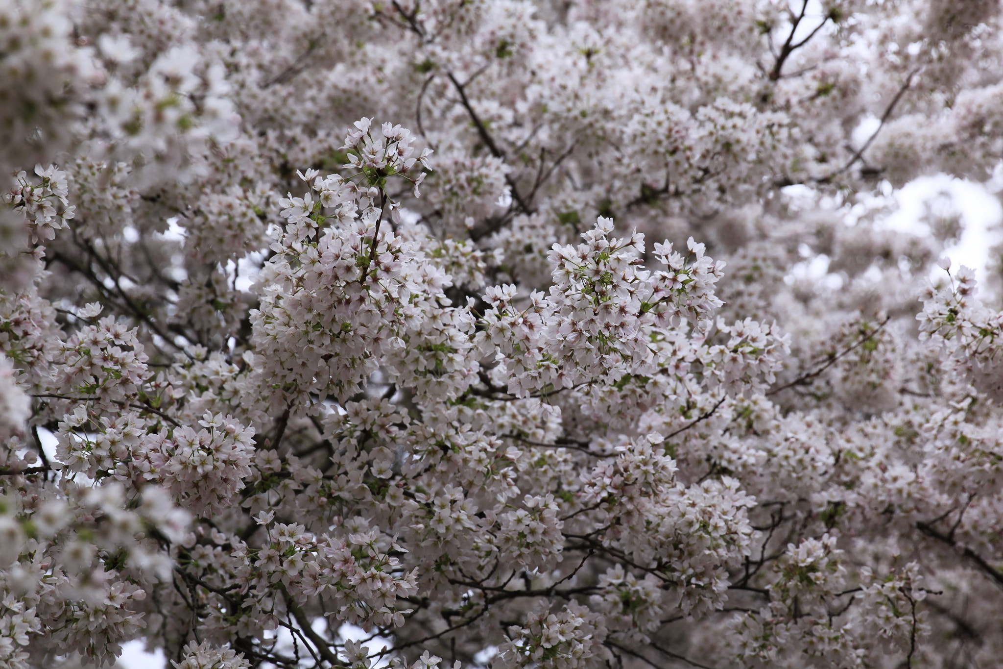 Canon EOS 500D (EOS Rebel T1i / EOS Kiss X3) + Canon EF 24-70mm F2.8L II USM sample photo. Cherry bloom photography