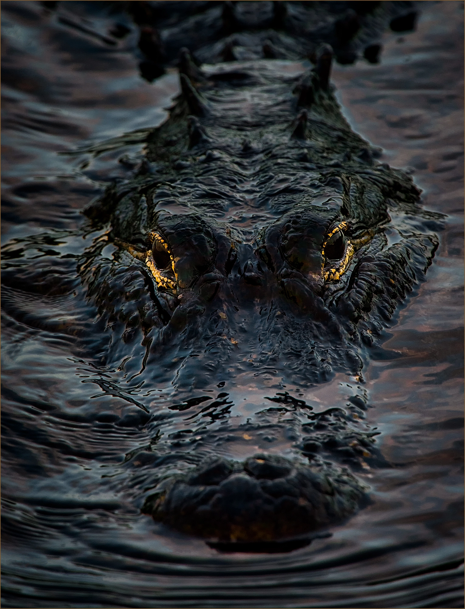 Nikon AF-S Nikkor 200-400mm F4G ED-IF VR sample photo. I only have eyes for you photography