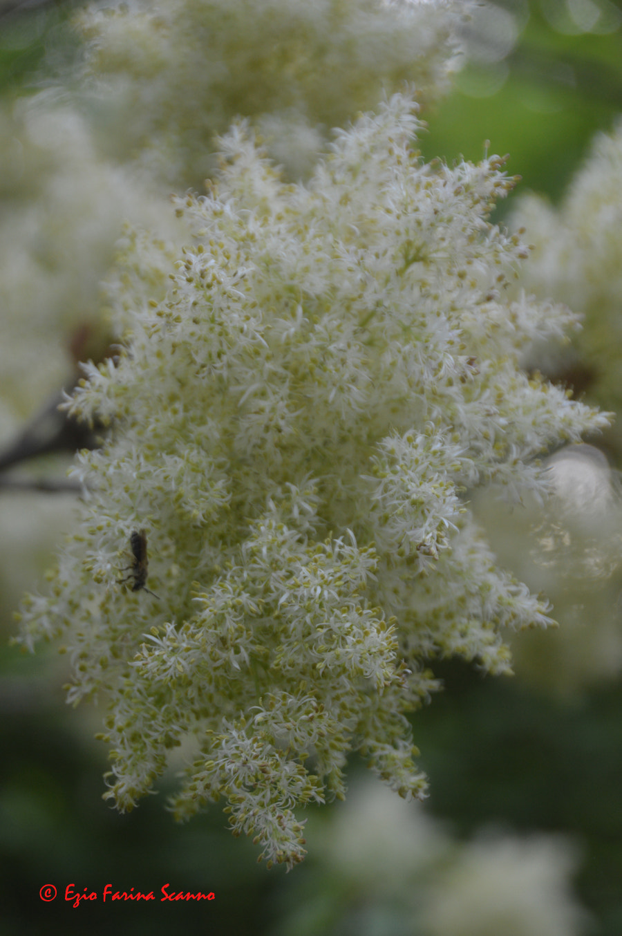 Nikon D3200 + AF Zoom-Nikkor 35-70mm f/2.8D N sample photo. Fiori di ornello photography