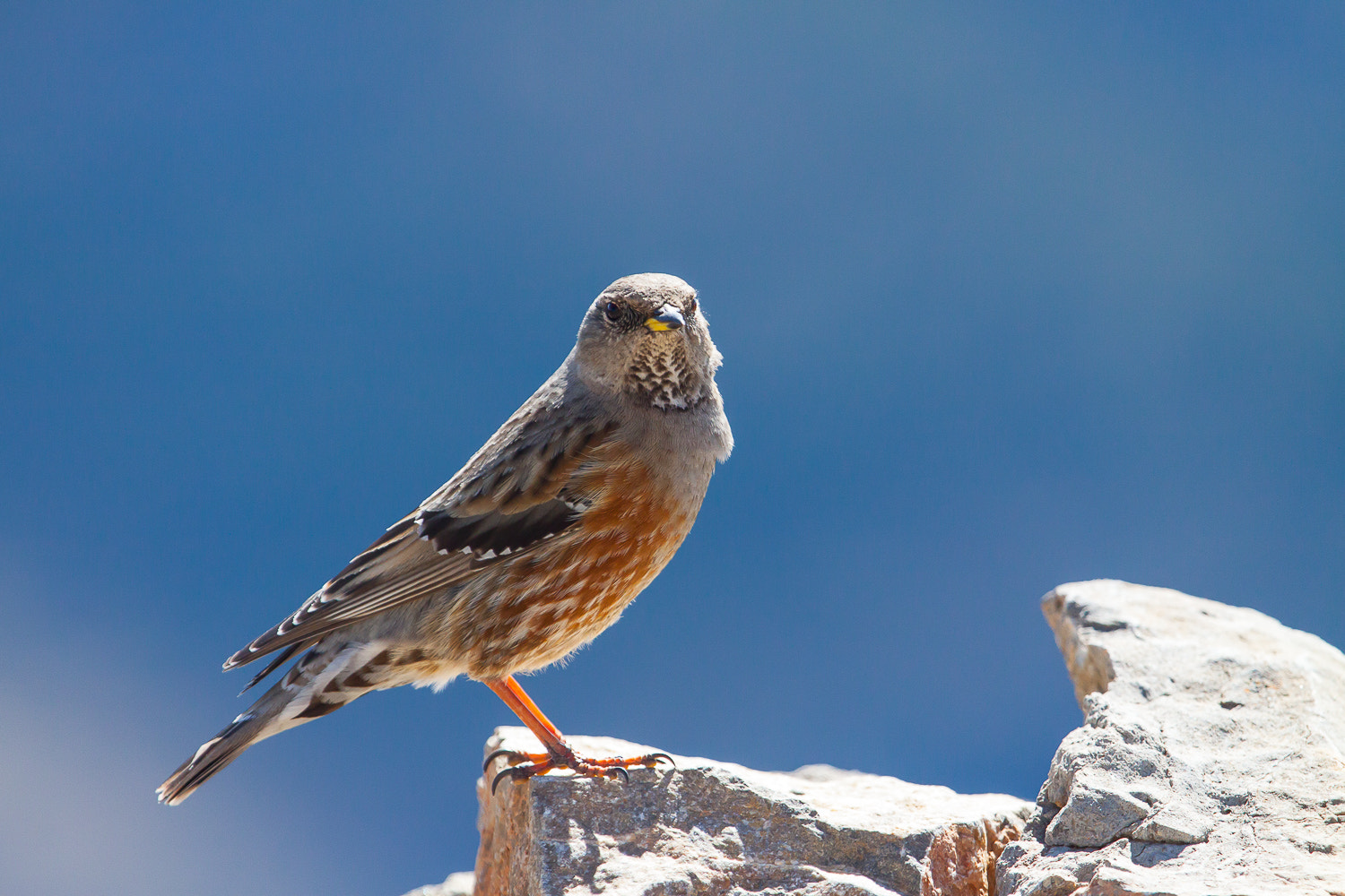 Canon EF 100-400mm F4.5-5.6L IS USM sample photo. Acentor alpino photography