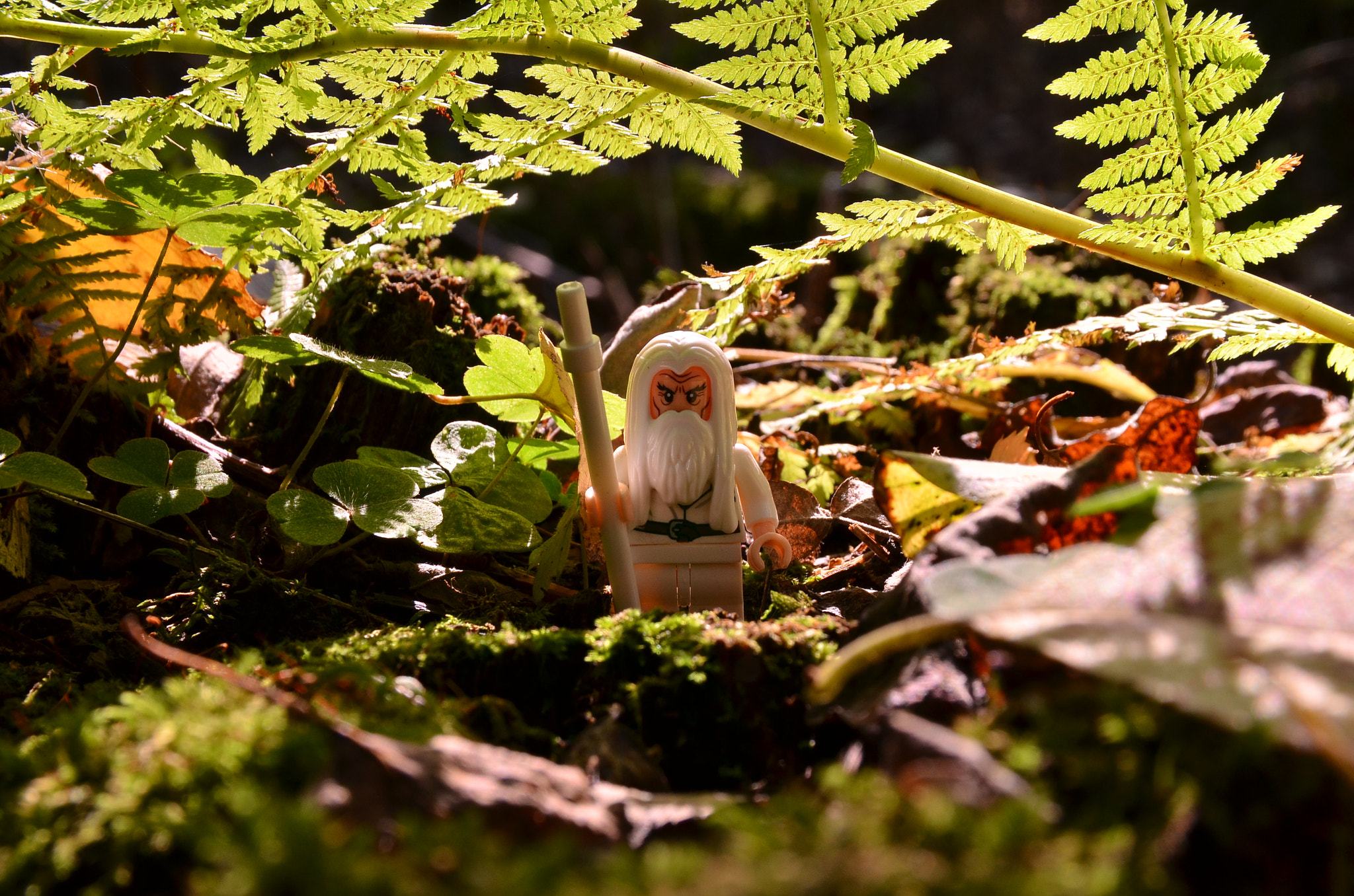 Sigma 17-70mm F2.8-4 DC Macro OS HSM | C sample photo. Druidae photography