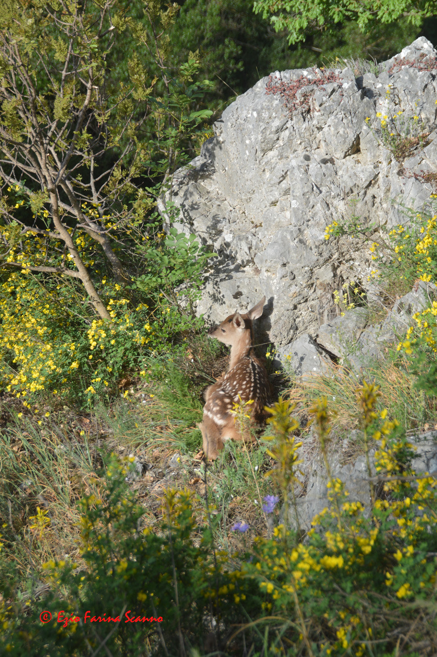 Nikon D3200 + Nikkor 500mm f/4 P ED IF sample photo. Solitario photography