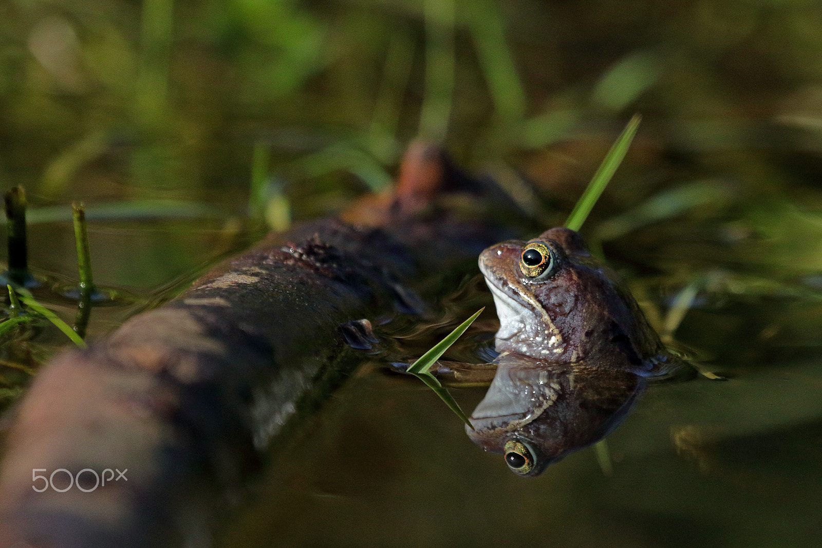 Canon EF 100-400mm F4.5-5.6L IS USM sample photo. Frog log photography
