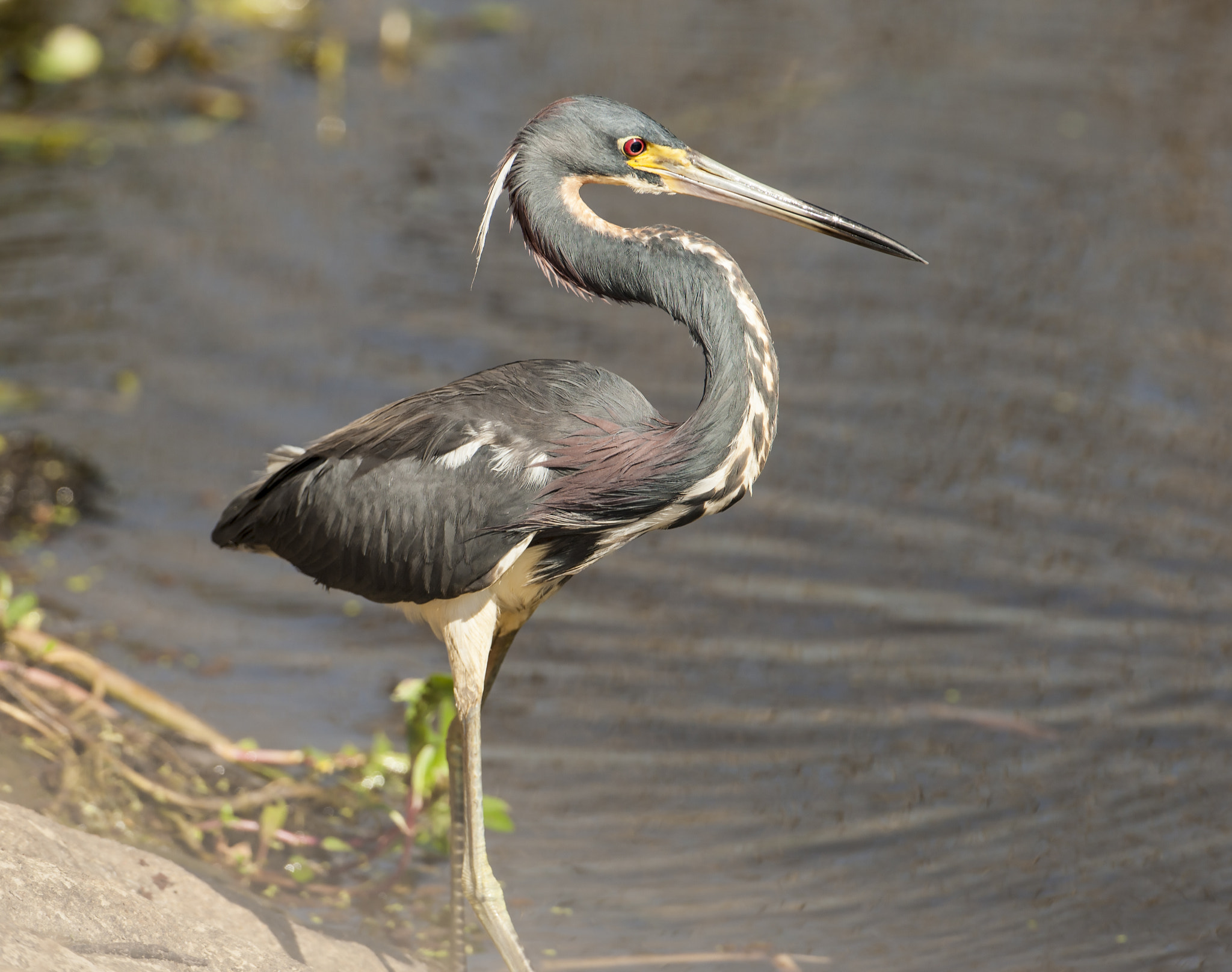 Canon EOS-1D Mark III + Canon EF 500mm F4L IS USM sample photo. Tri-color heron photography