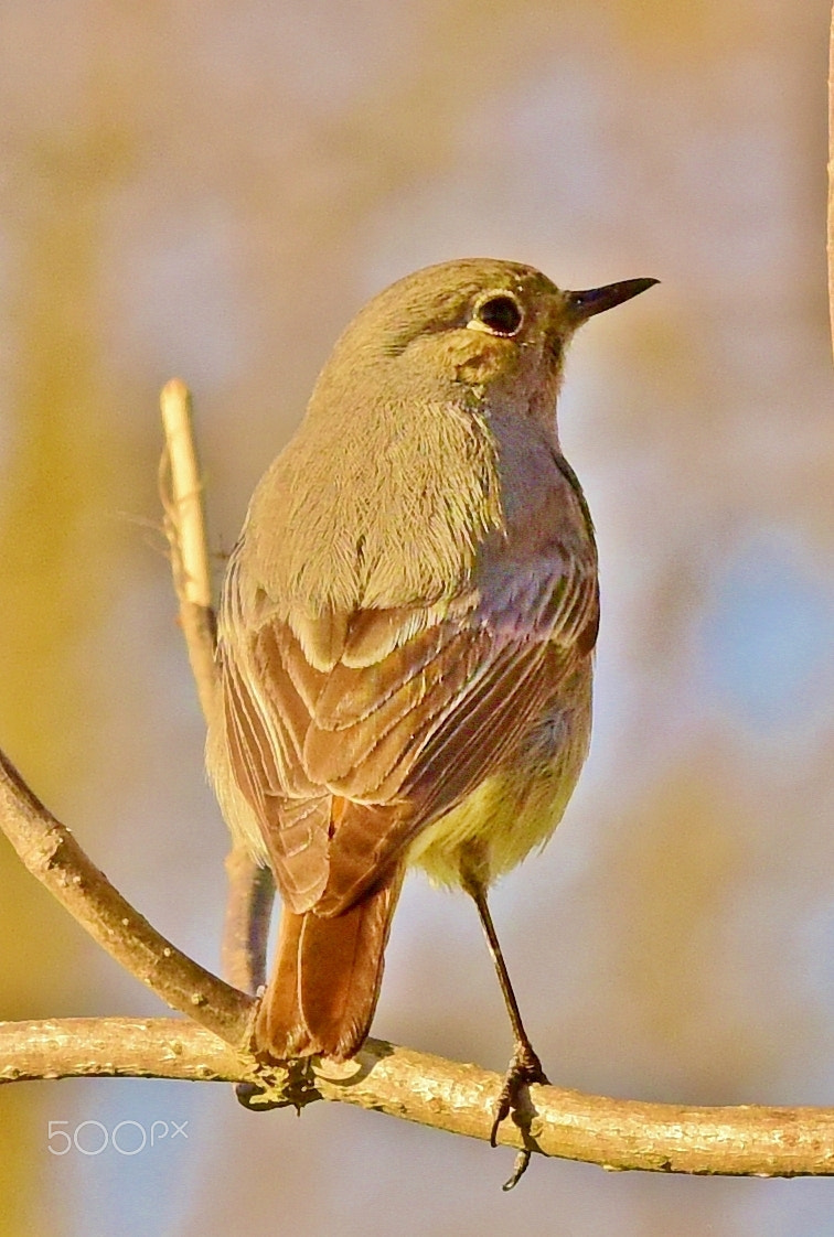 Sigma 50-150mm F2.8 EX APO DC OS HSM sample photo. Black redstart photography