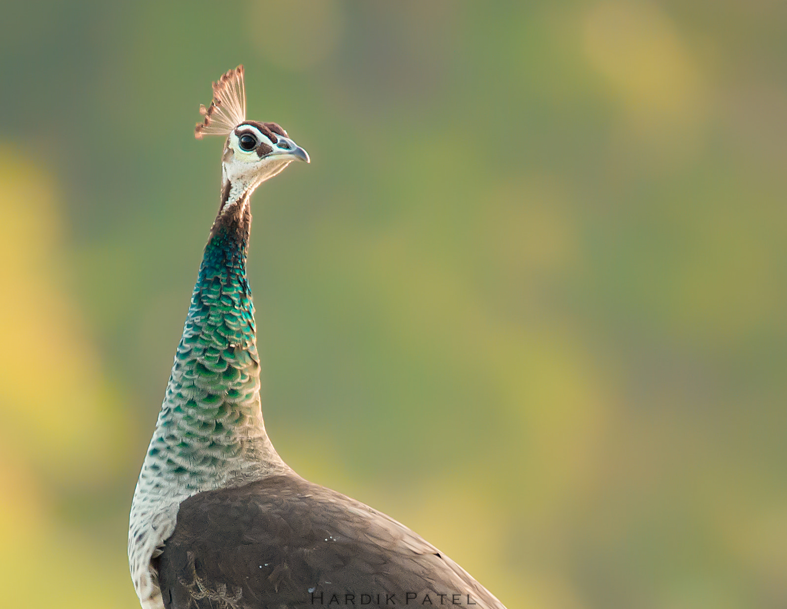 Nikon D4S + Tamron SP 150-600mm F5-6.3 Di VC USD sample photo. Indian peafowl... photography