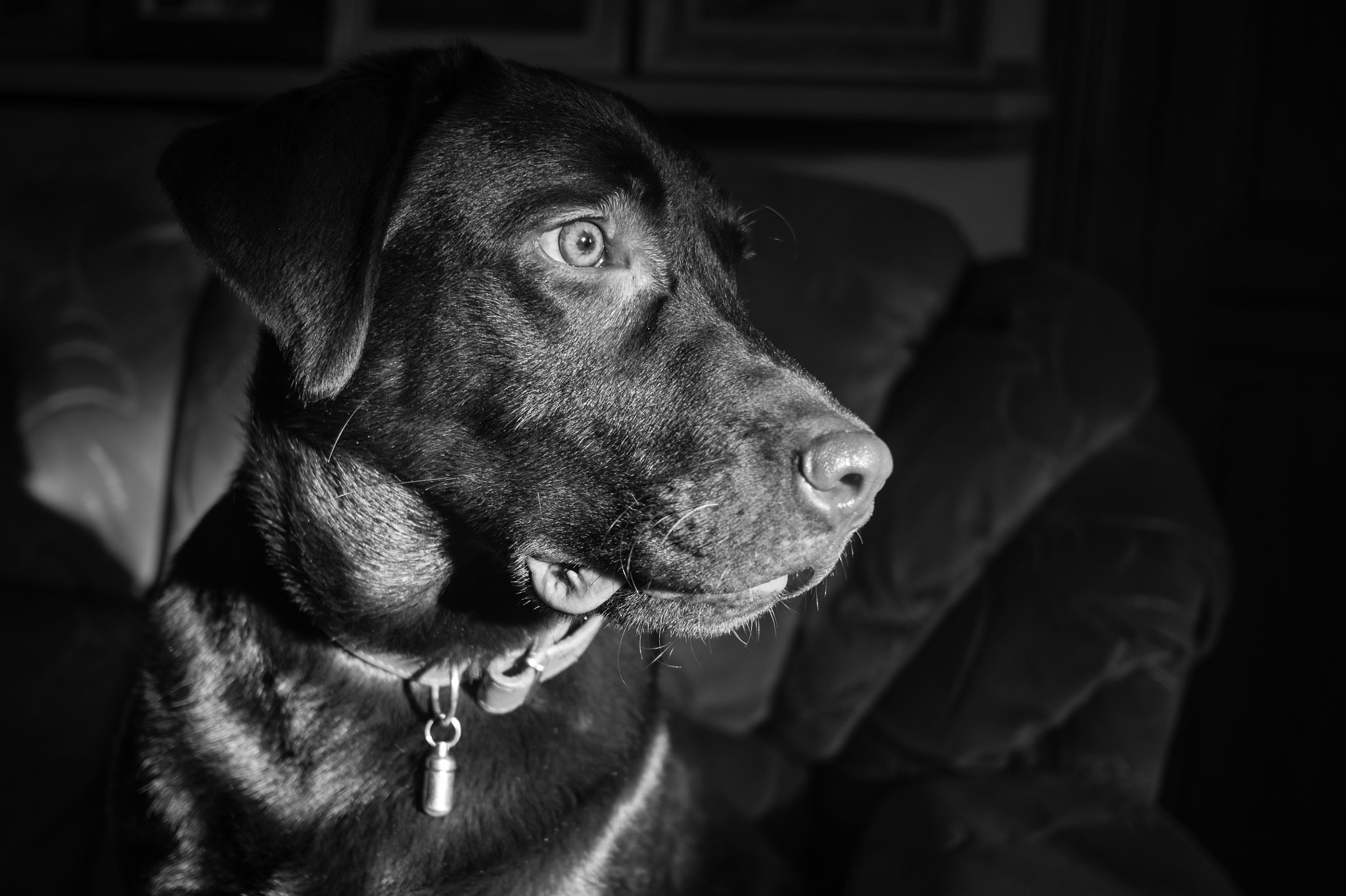 Olympus OM-D E-M10 II + Panasonic Lumix G 20mm F1.7 ASPH sample photo. Sunlit hank b&w photography