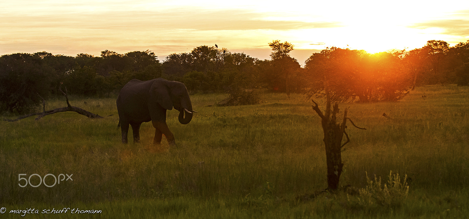 Canon EF 100-400mm F4.5-5.6L IS USM sample photo. Elefant at sunrising.. photography
