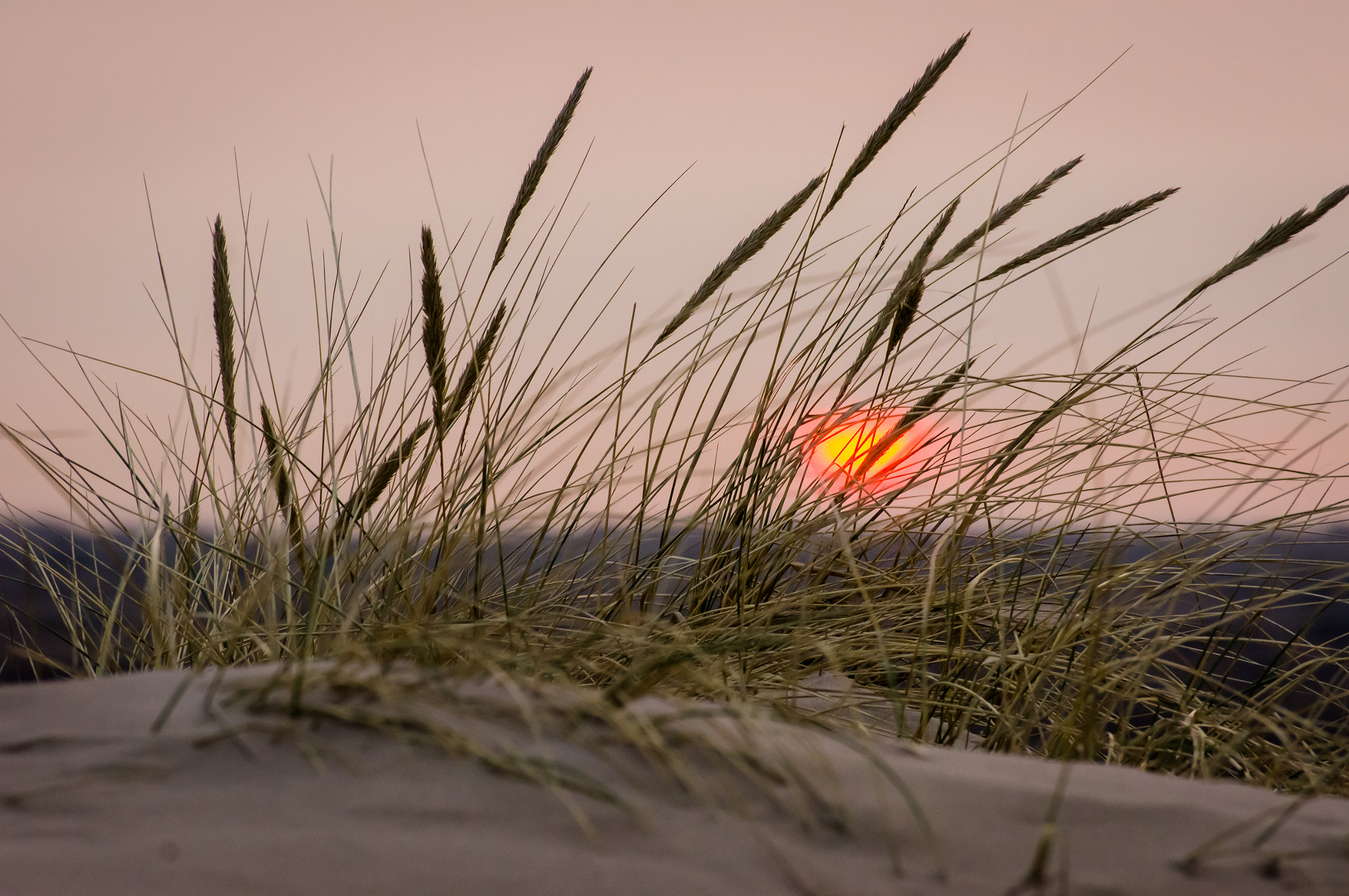 Sony SLT-A55 (SLT-A55V) sample photo. Lyme grass therapy photography