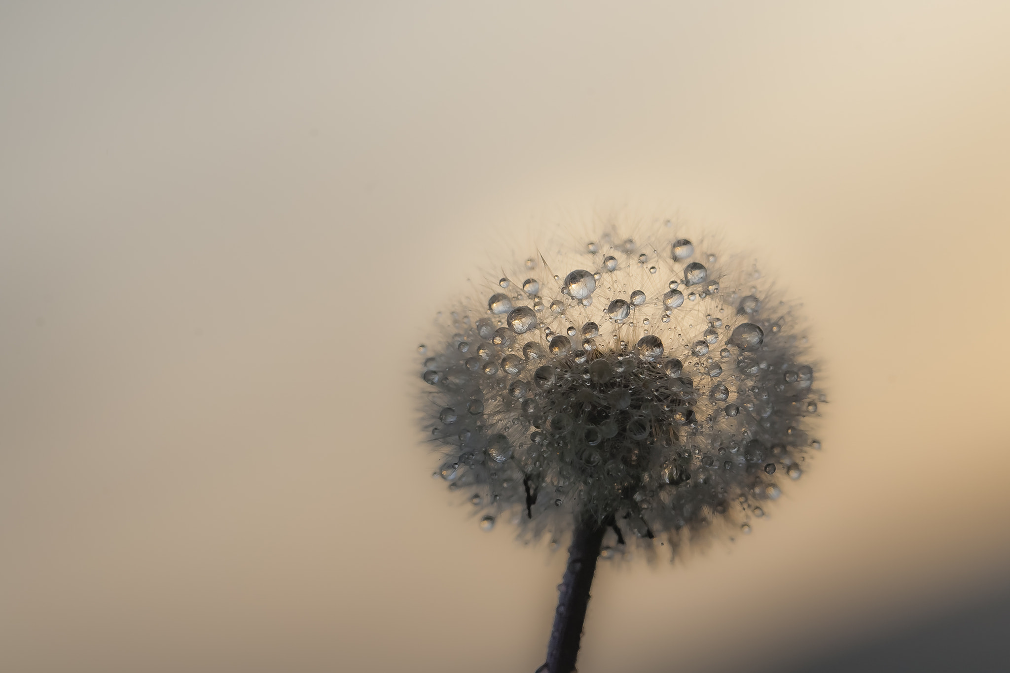 Canon EOS 5D + Canon EF 100mm F2.8L Macro IS USM sample photo. Golden dandelion head macro photography