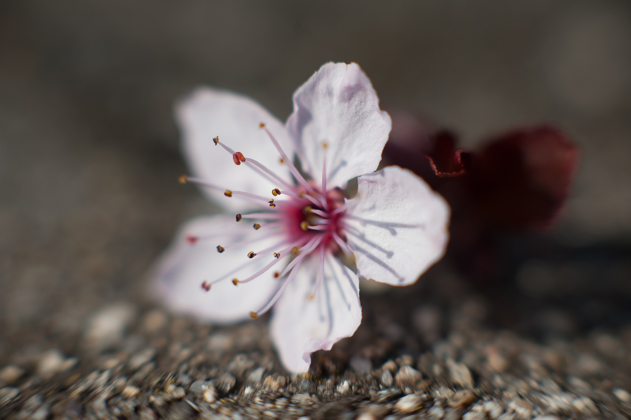 Nikon D3 + Sigma 85mm F1.4 EX DG HSM sample photo. ........ photography