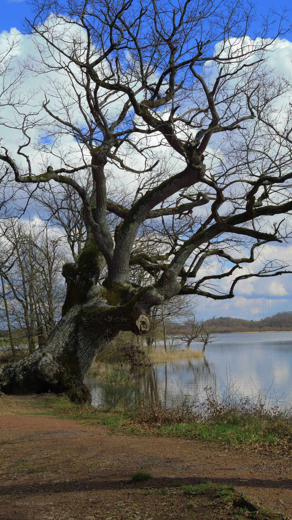 Canon EOS M3 sample photo. L'arbre de la mer rouge x(s) photography