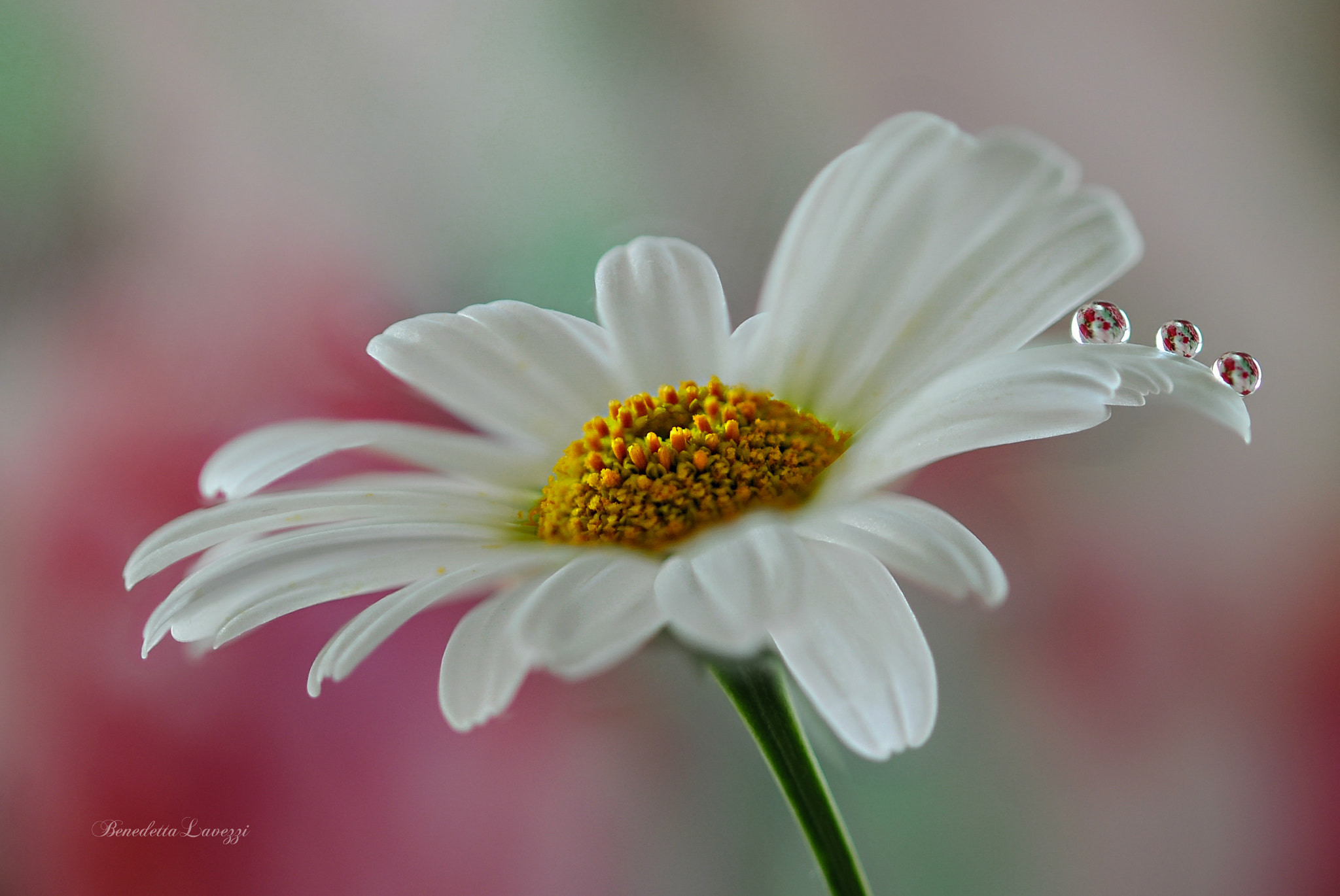 Sigma 105mm F2.8 EX DG OS HSM sample photo. Don't forget me photography