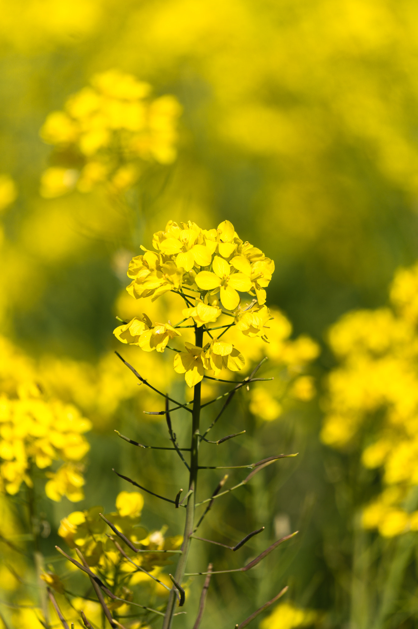 Sony Alpha NEX-5T + Sony E 55-210mm F4.5-6.3 OSS sample photo. Spring is coming  photography