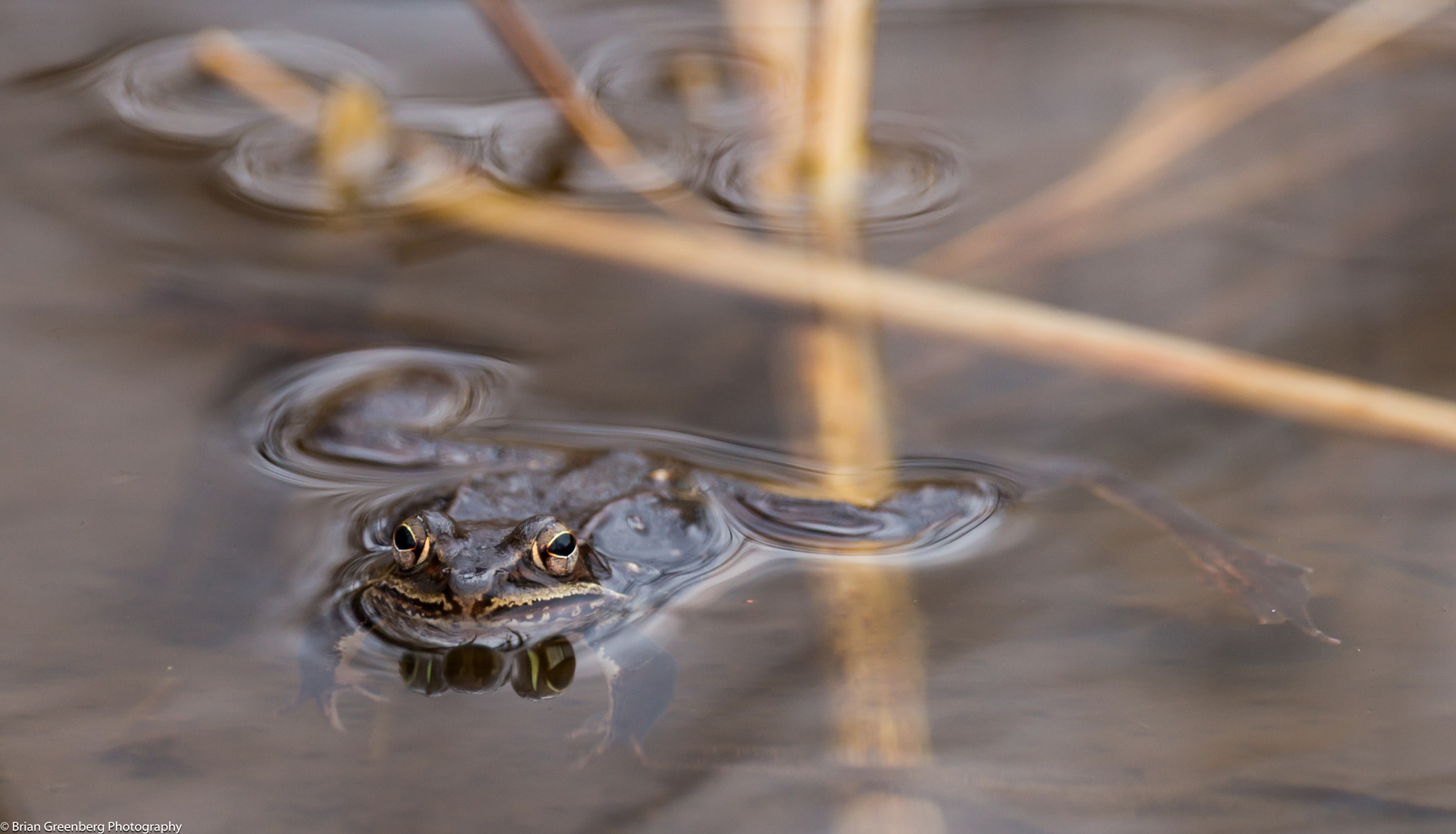 Sony a99 II + Sony 70-400mm F4-5.6 G SSM sample photo. Ribbit photography