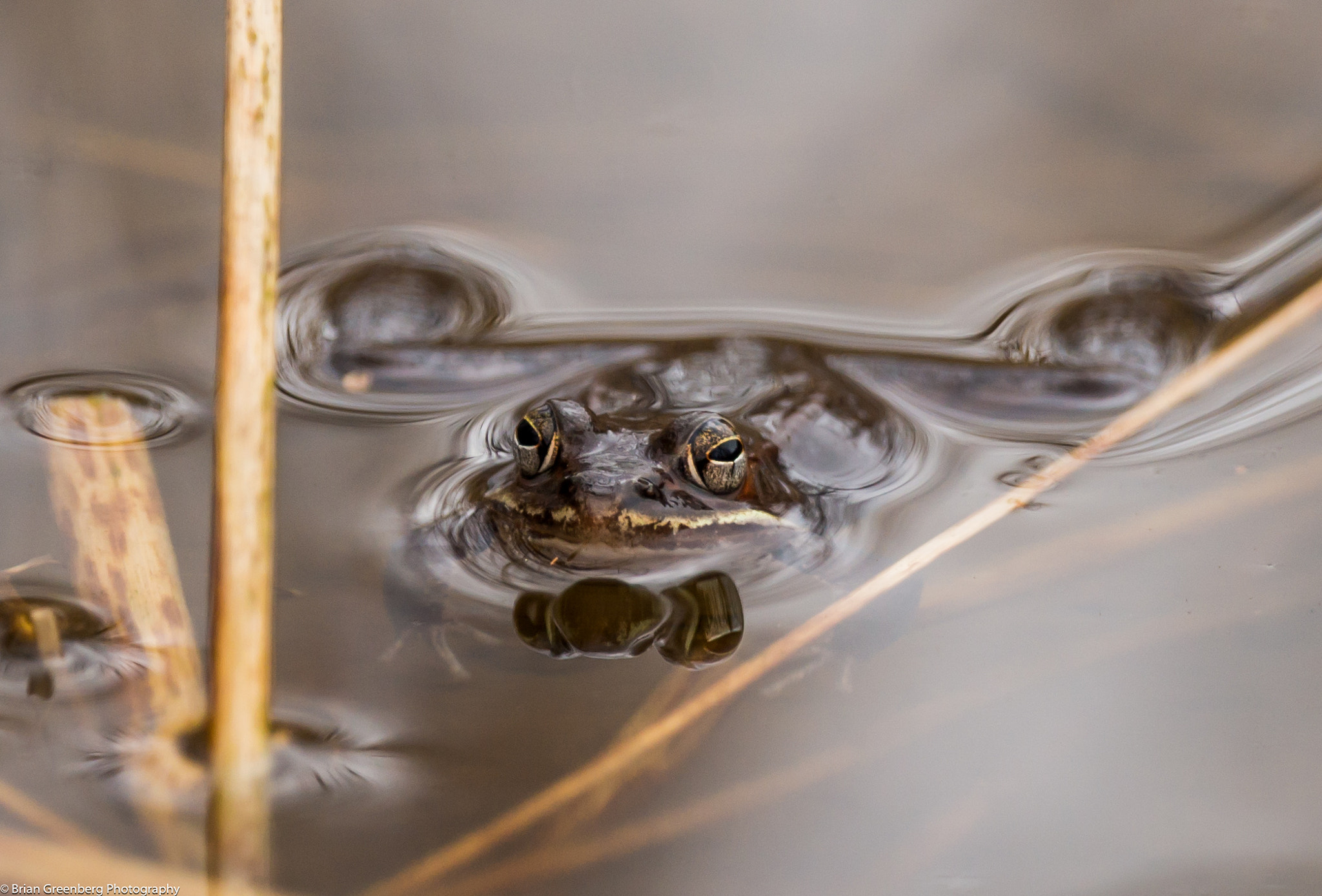 Sony a99 II + Sony 70-400mm F4-5.6 G SSM sample photo. Ribbit v2.0 photography