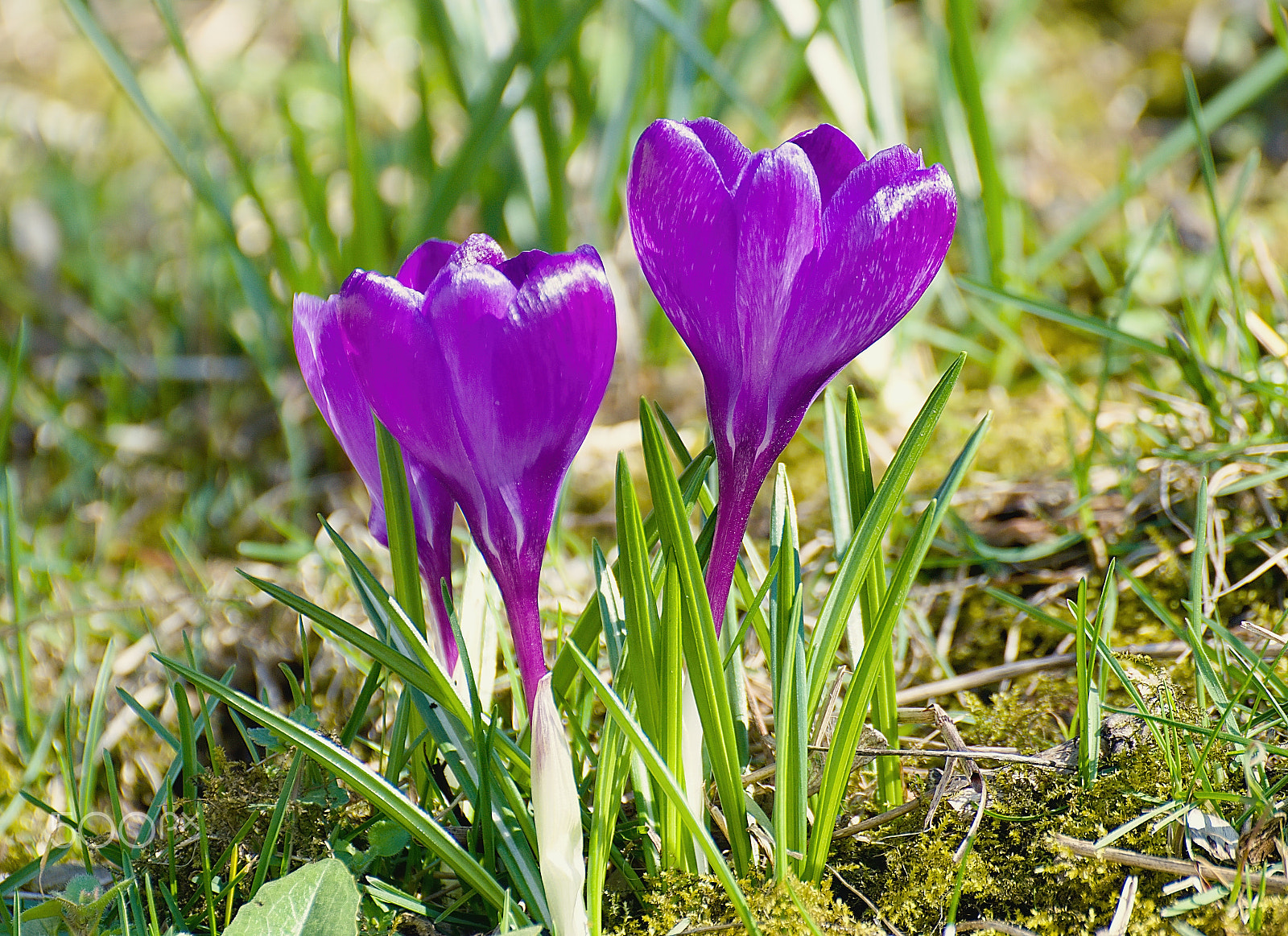 70.00 - 300.00 mm f/4.0 - 5.6 sample photo. 0003.jpg photography